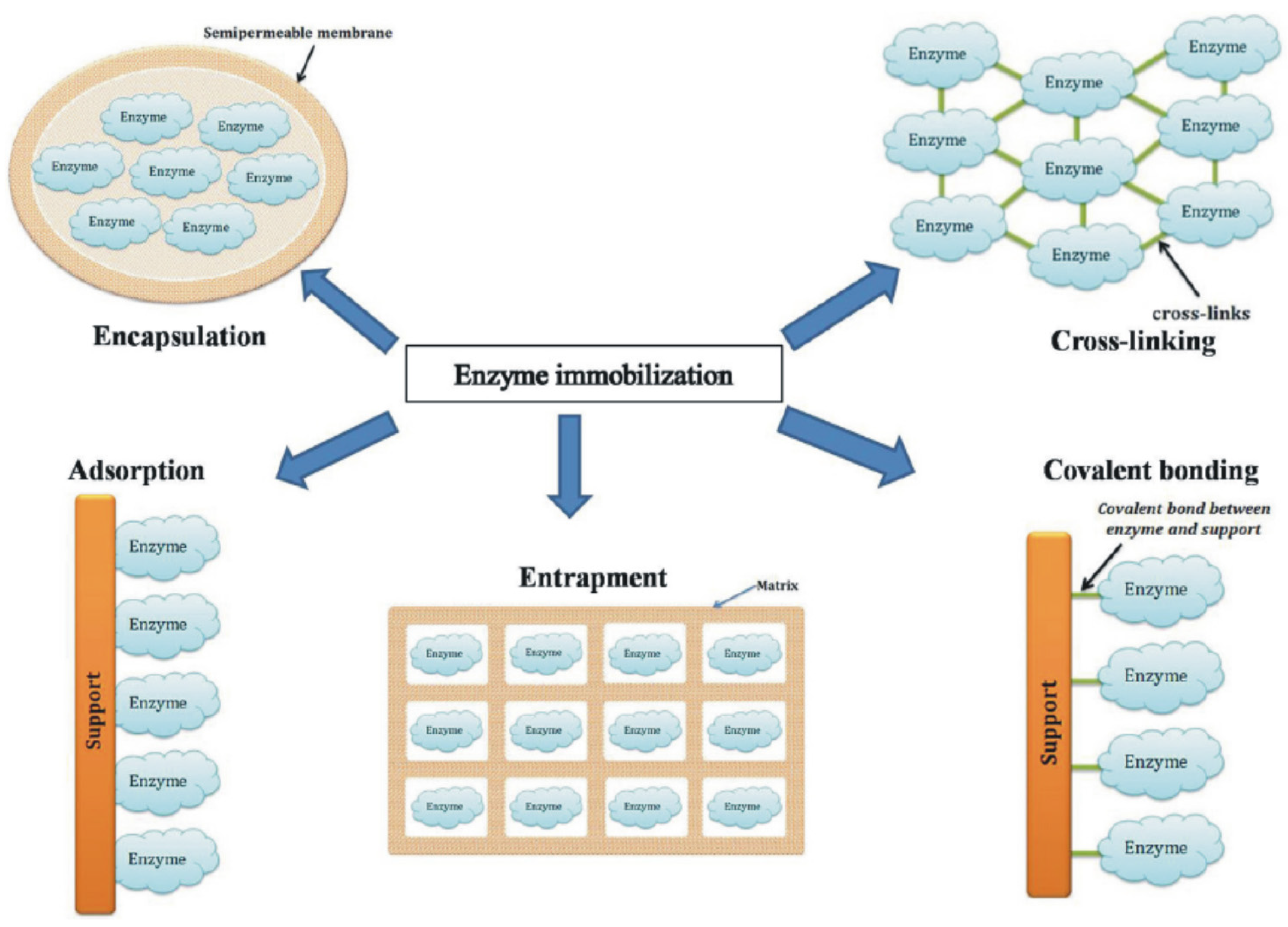 Ijms 22 04811 g004 Ijms 22 04811 g004