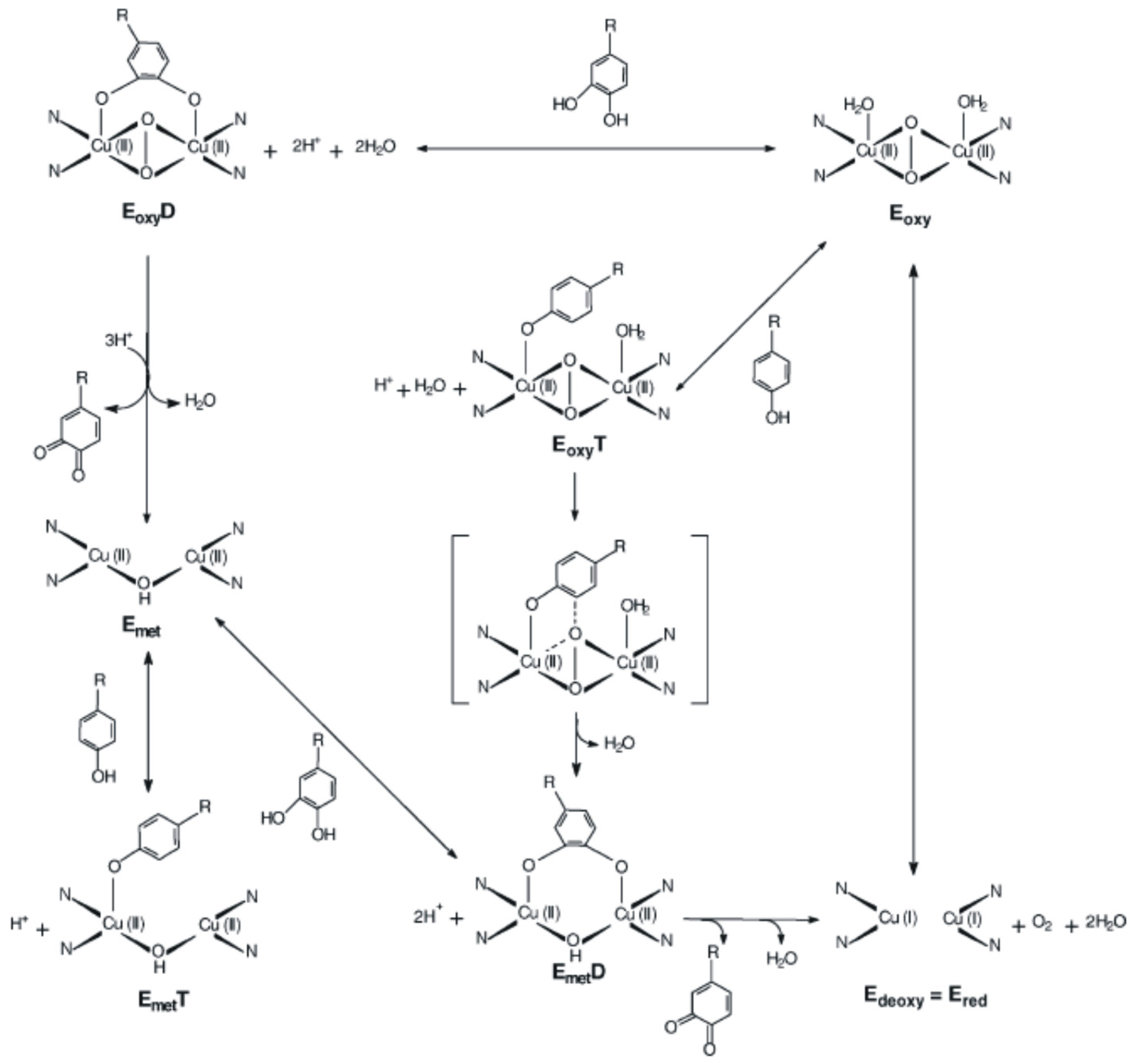 Ijms 22 04811 g005 Ijms 22 04811 g005