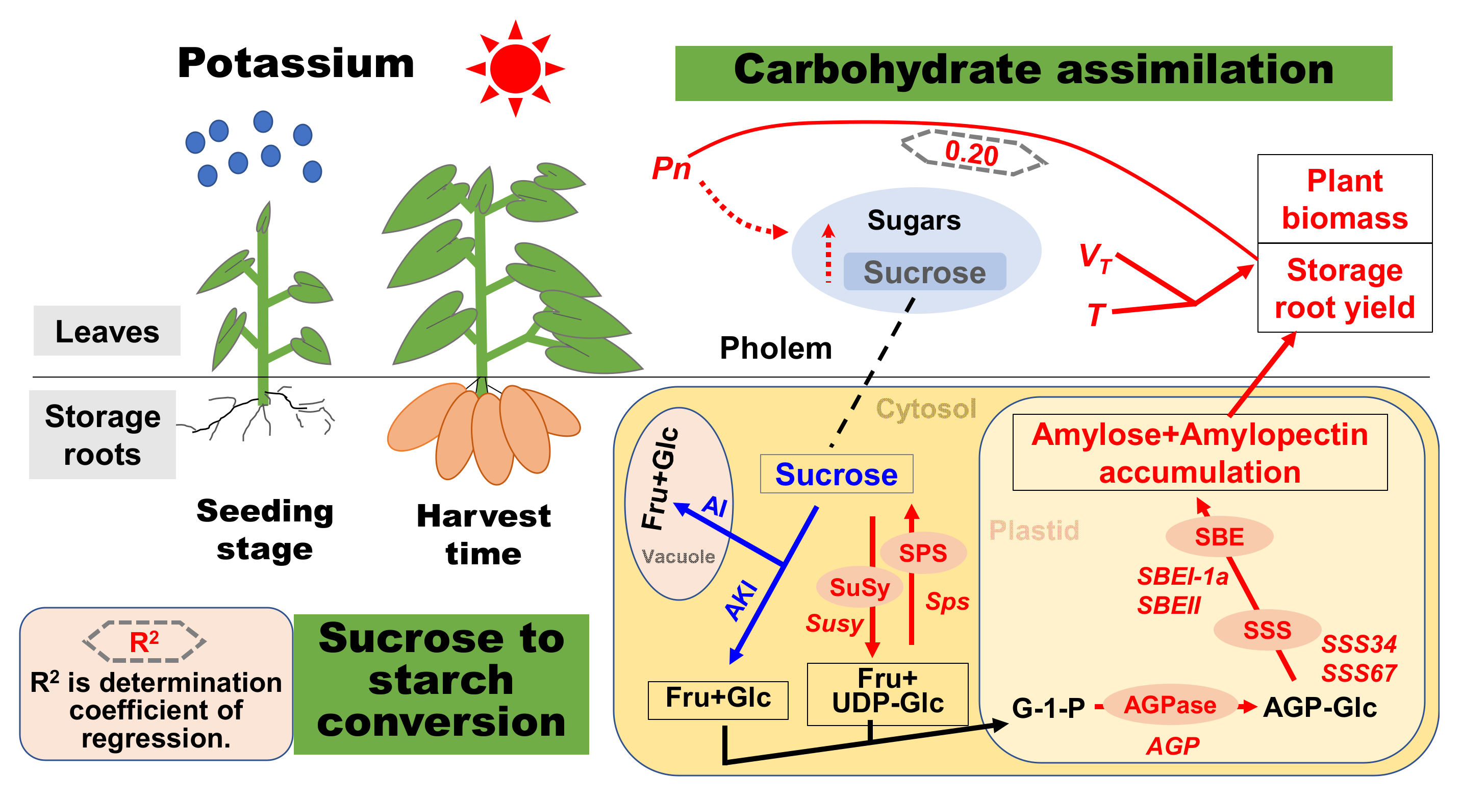 Photosynthesis and starch formation in potatoes