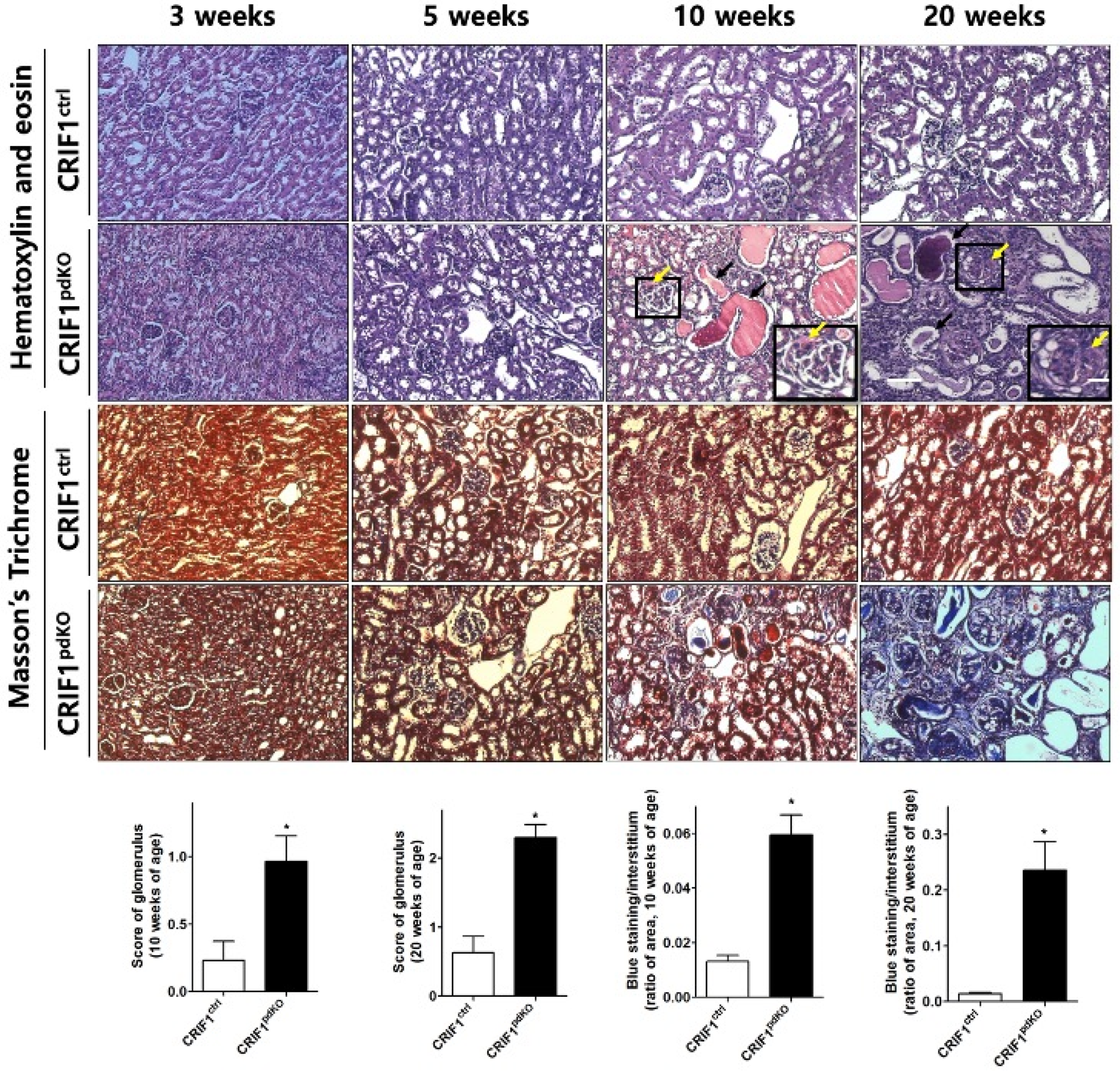 Ijms 22 04827 g002 Ijms 22 04827 g002