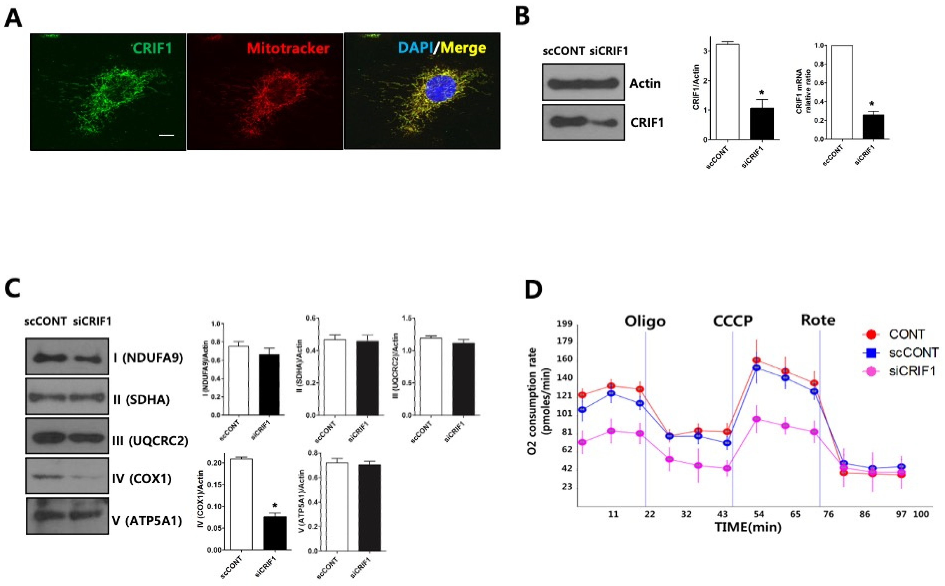 Ijms 22 04827 g005 Ijms 22 04827 g005
