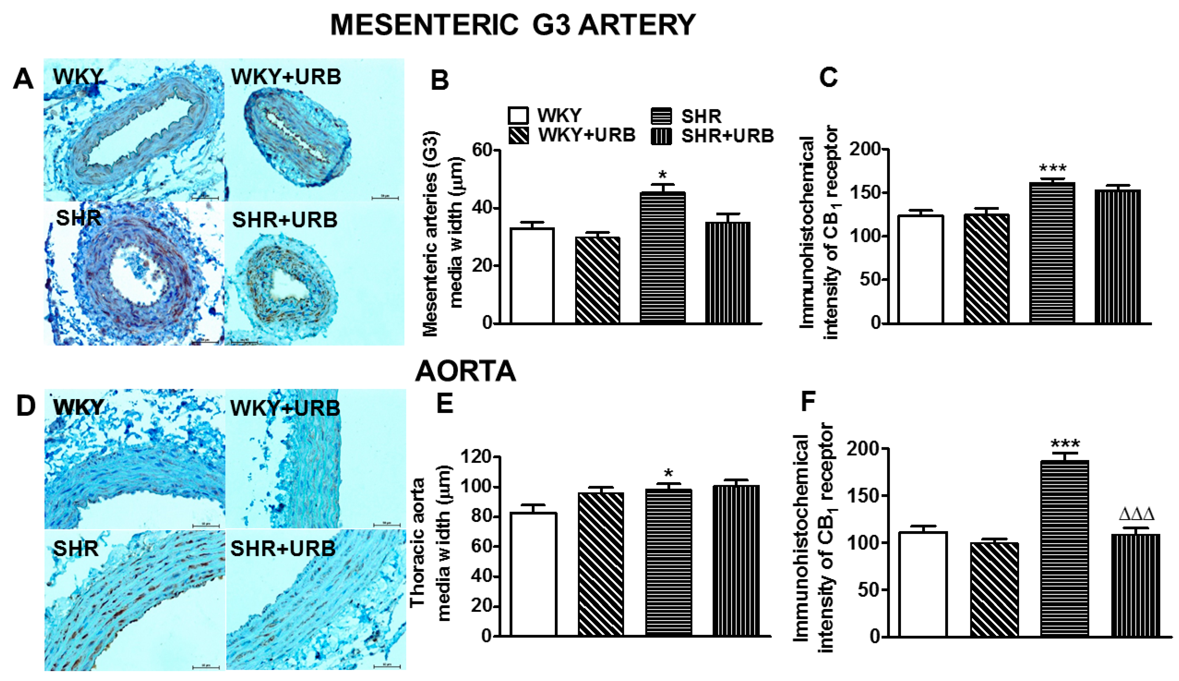 Ijms 22 04833 g005 Ijms 22 04833 g005