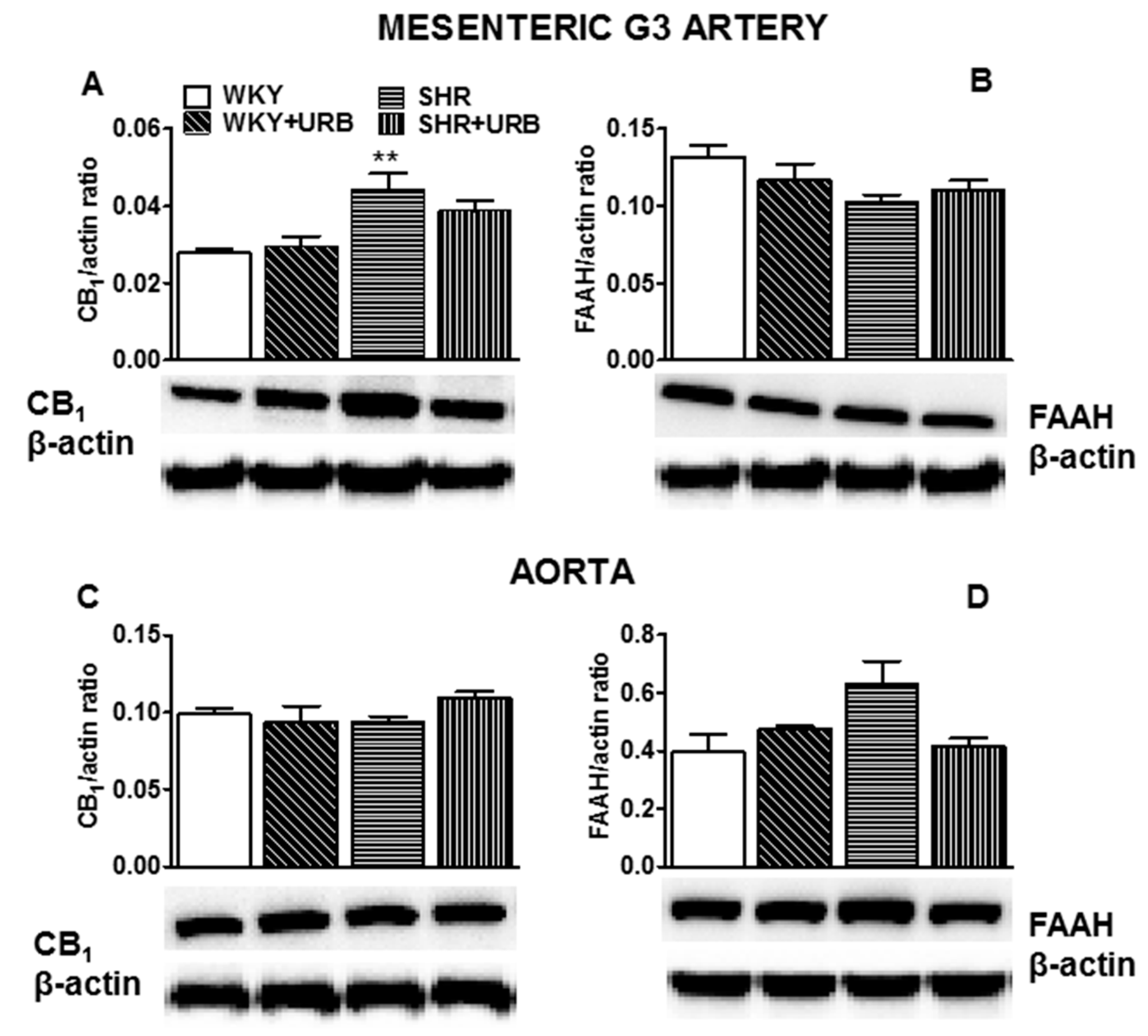 Ijms 22 04833 g006 Ijms 22 04833 g006