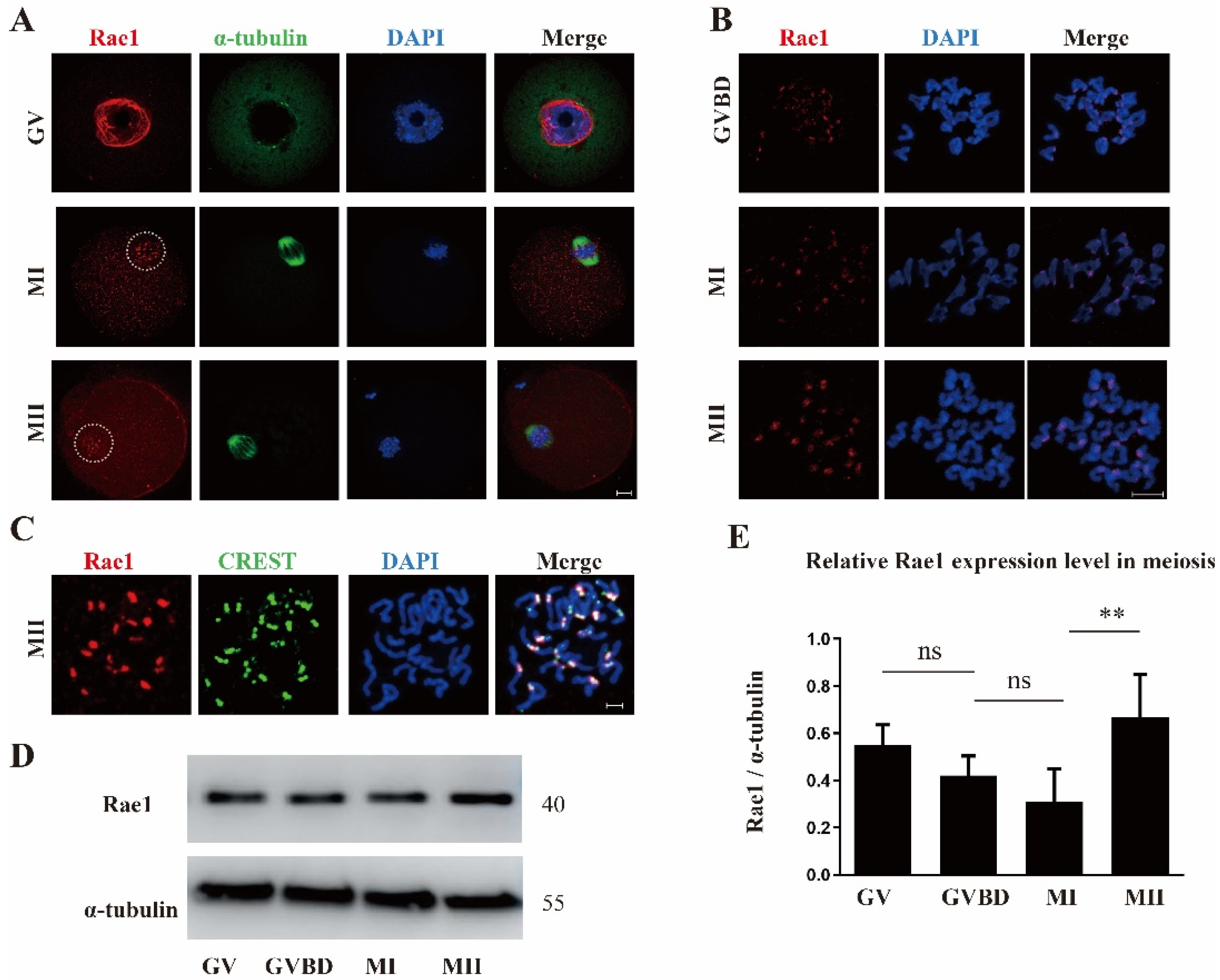 Ijms 22 04841 g001 Ijms 22 04841 g001