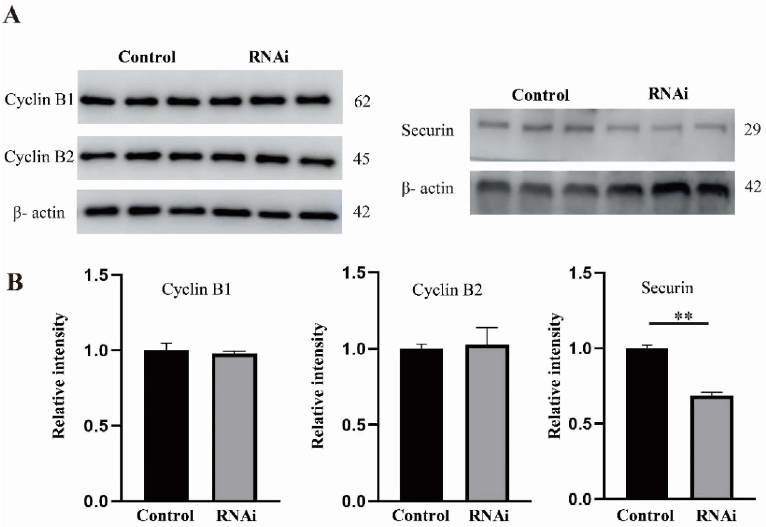 Ijms 22 04841 g006 Ijms 22 04841 g006
