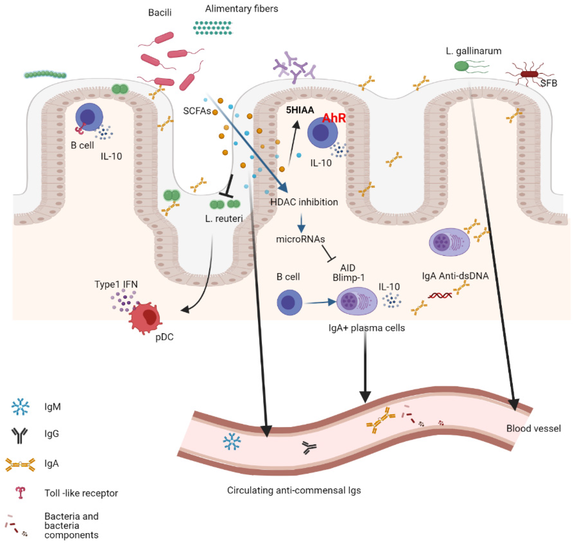 Ijms 22 04846 g002 Ijms 22 04846 g002