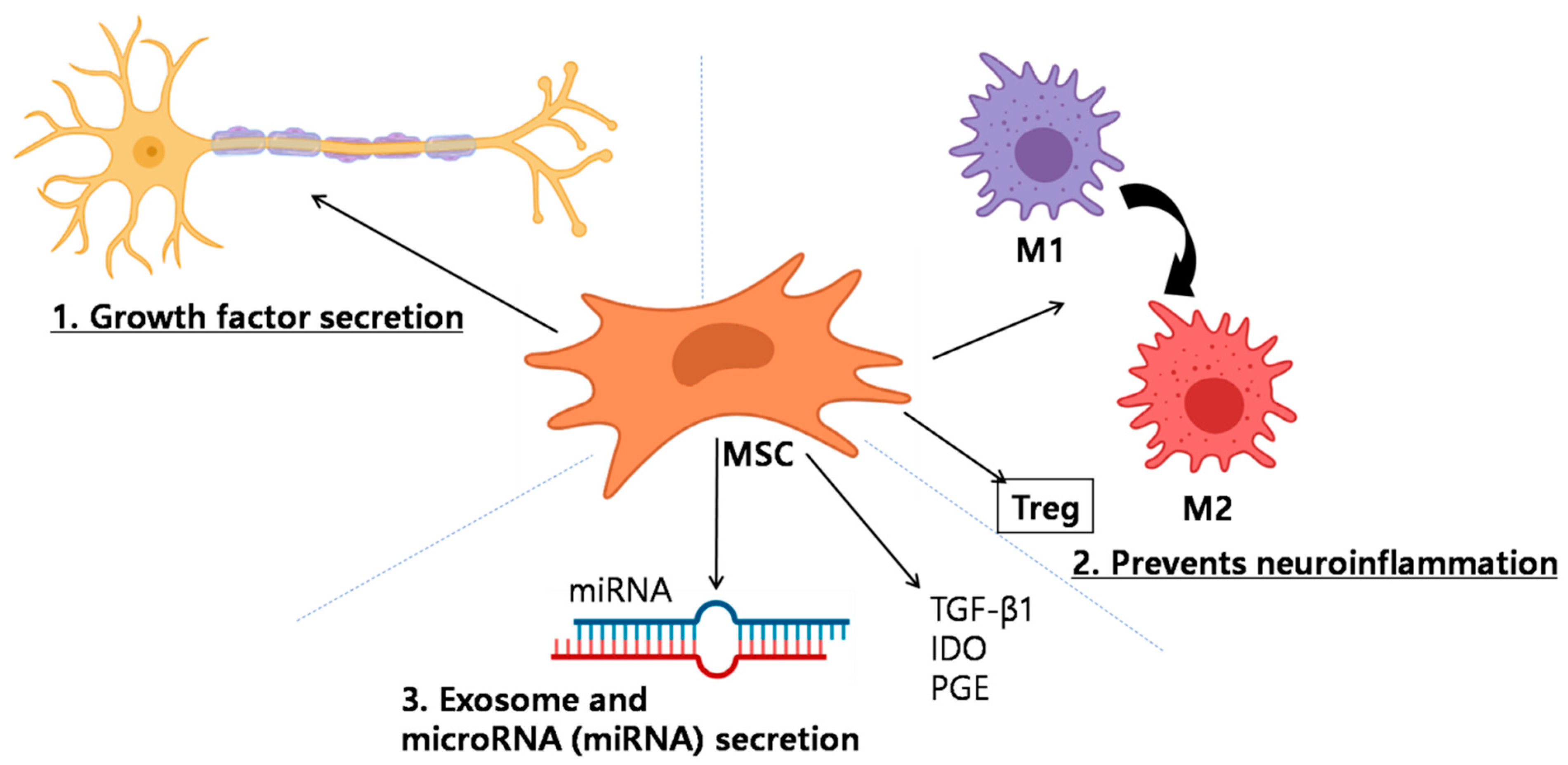 Ijms 22 04853 g002 Ijms 22 04853 g002