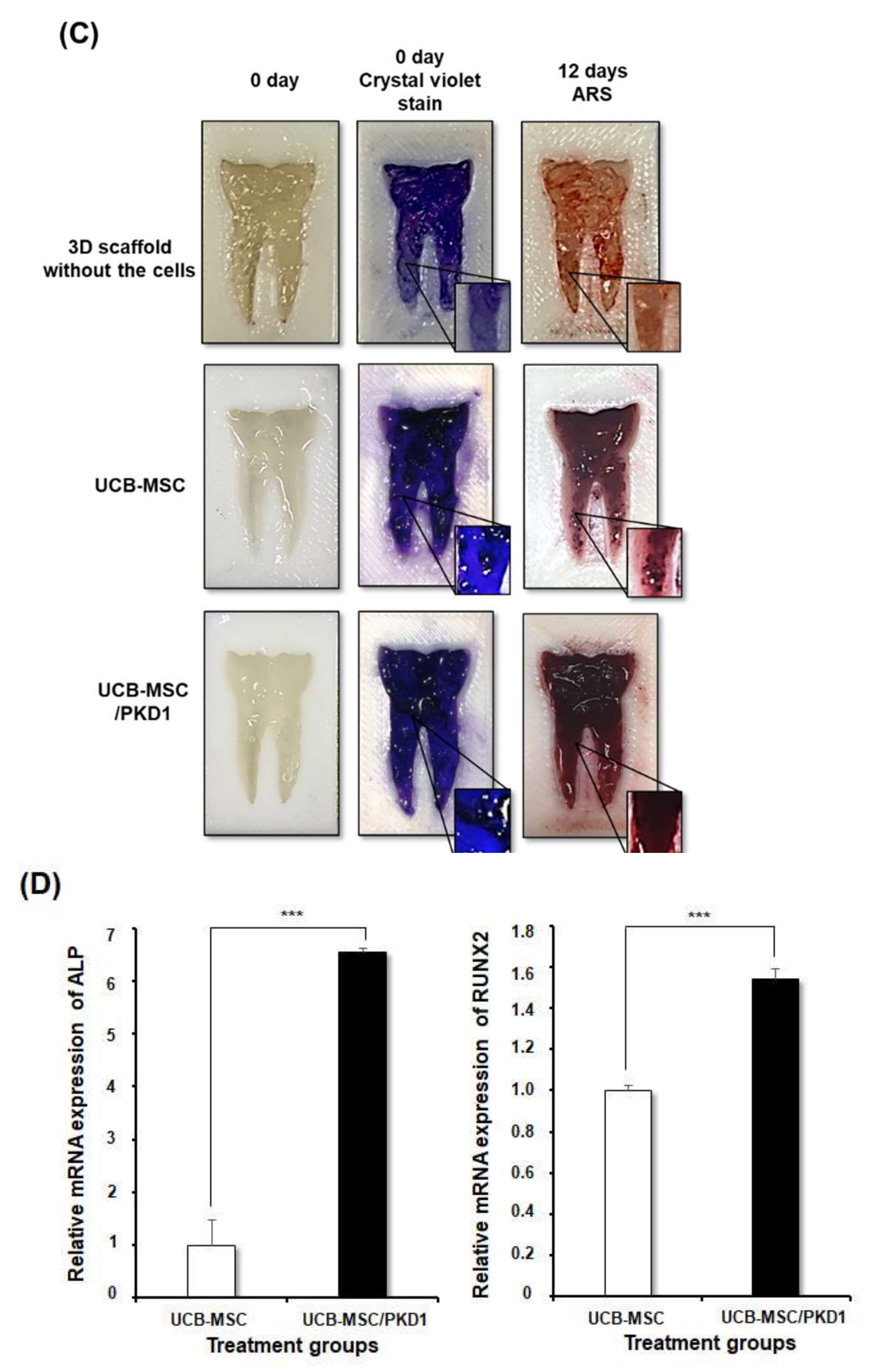 Ijms 22 04868 g006b Ijms 22 04868 g006b