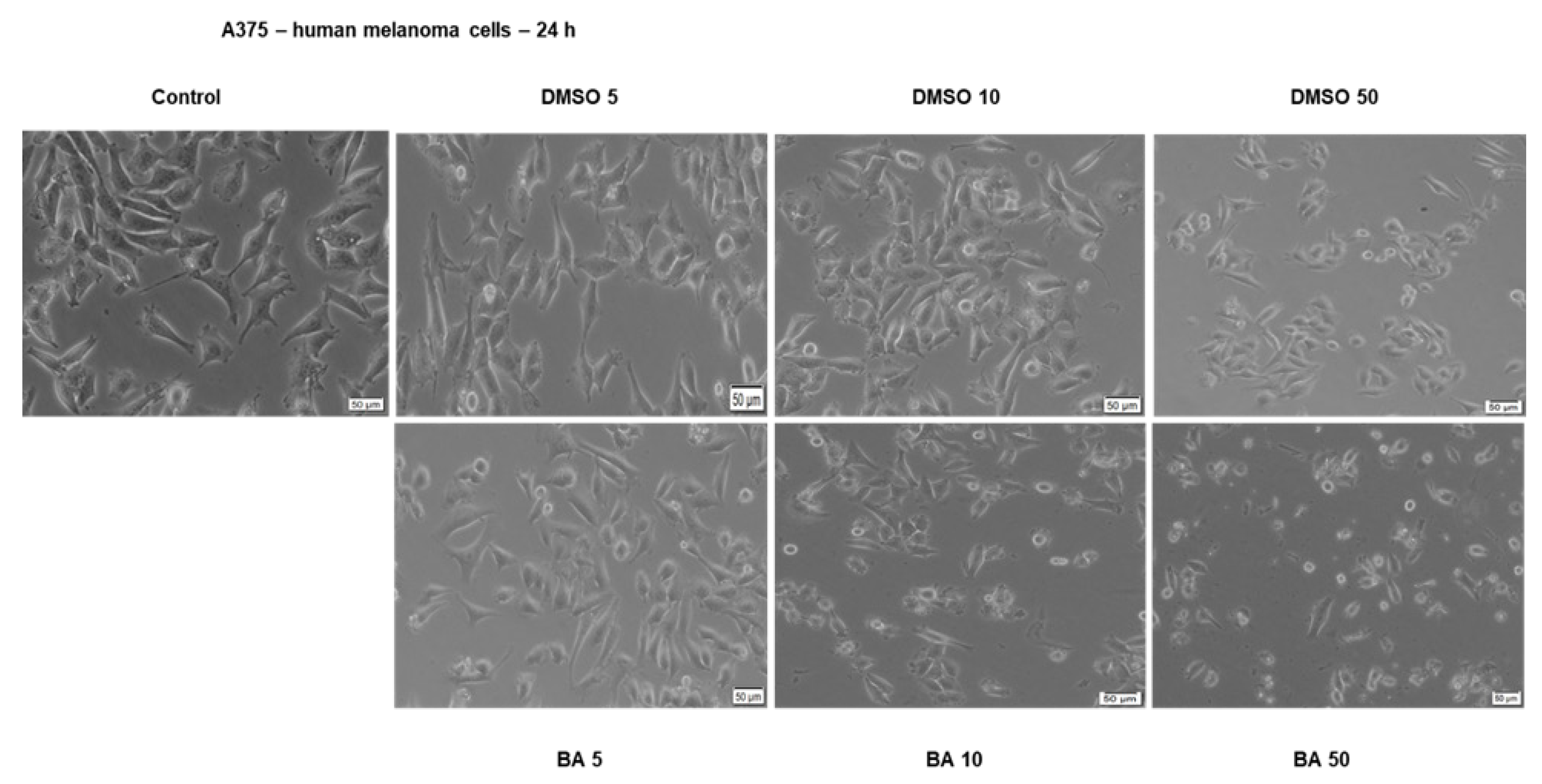 Ijms 22 04870 g004 Ijms 22 04870 g004