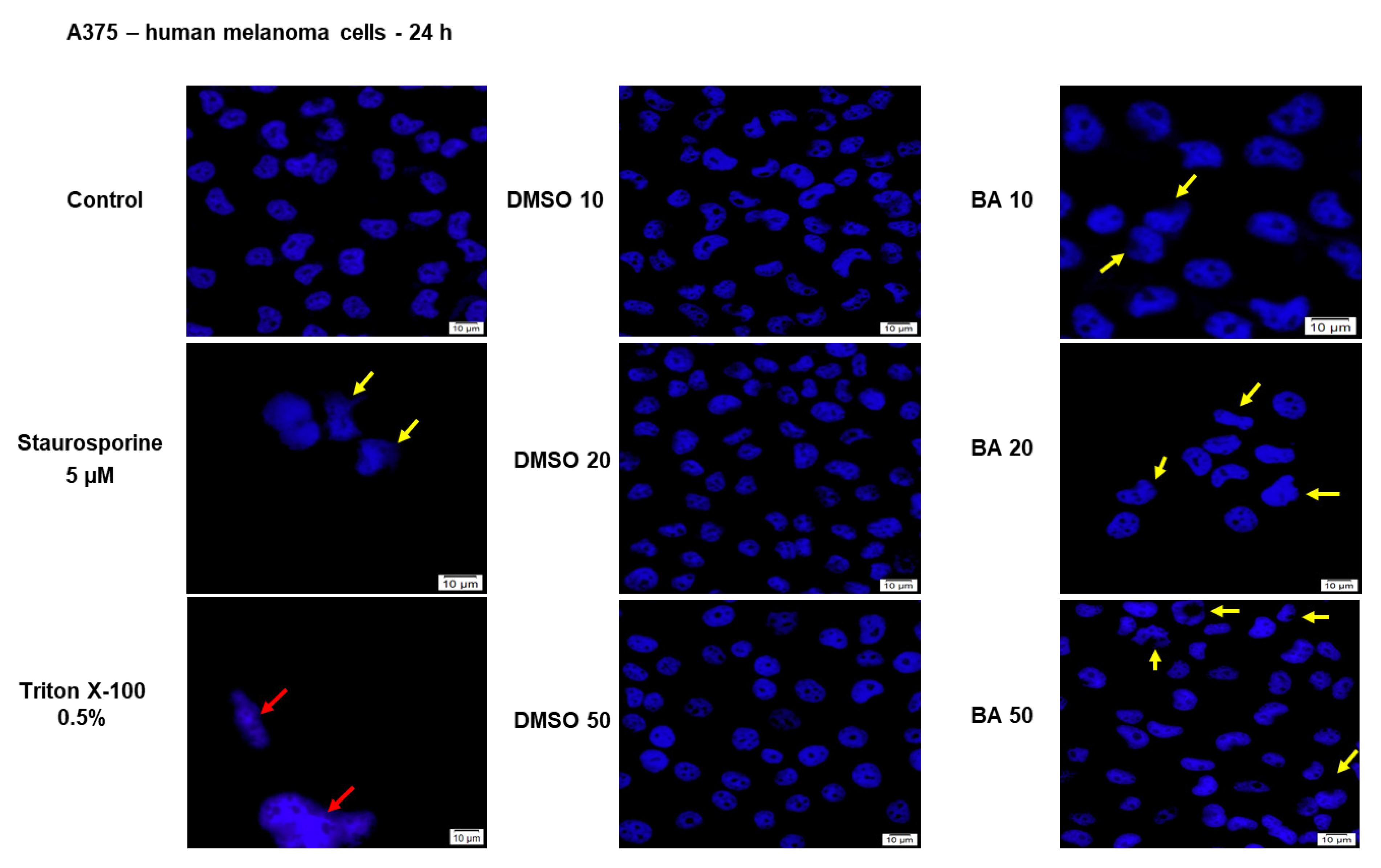 Ijms 22 04870 g005 Ijms 22 04870 g005