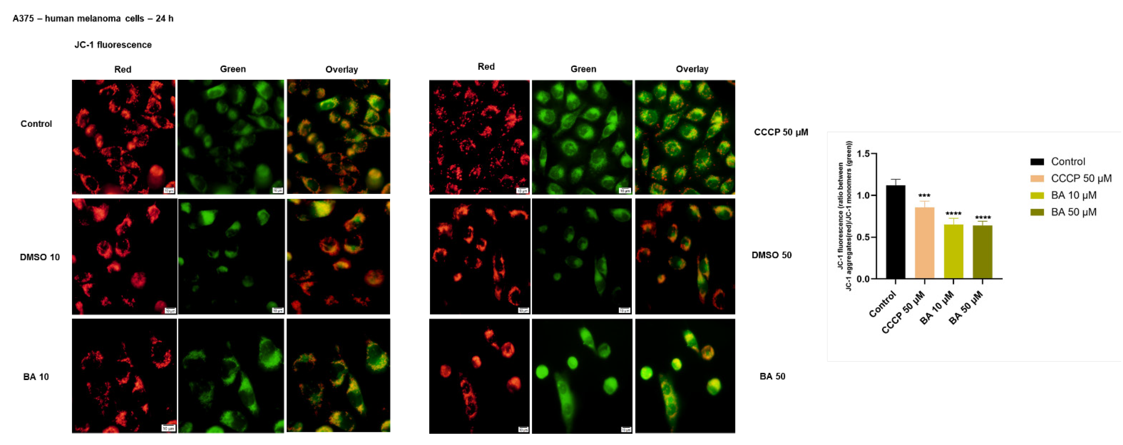 Ijms 22 04870 g006 Ijms 22 04870 g006
