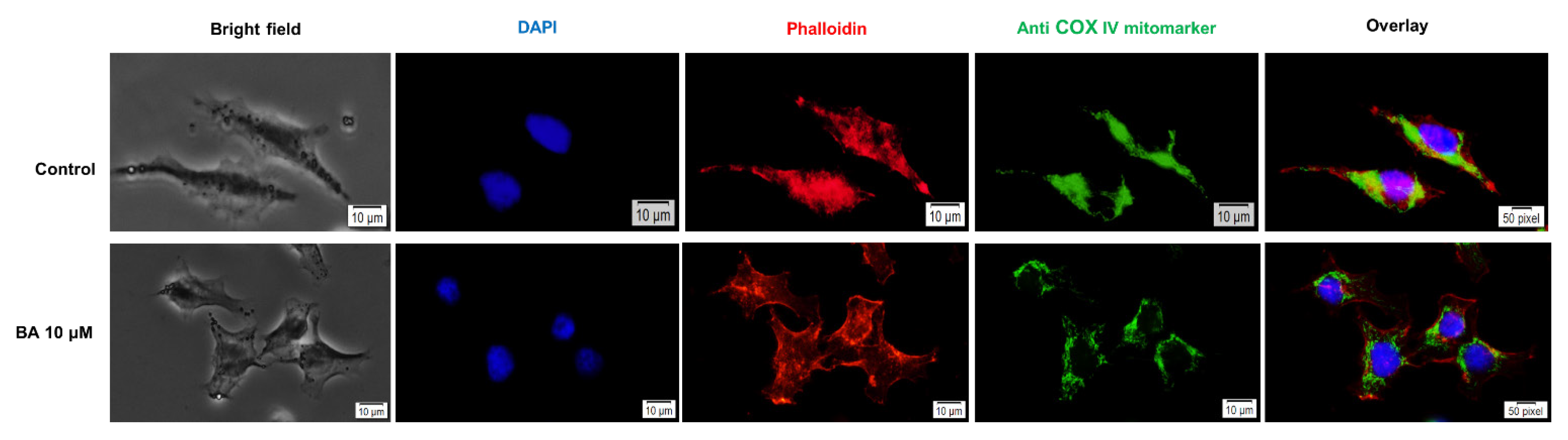 Ijms 22 04870 g008 Ijms 22 04870 g008