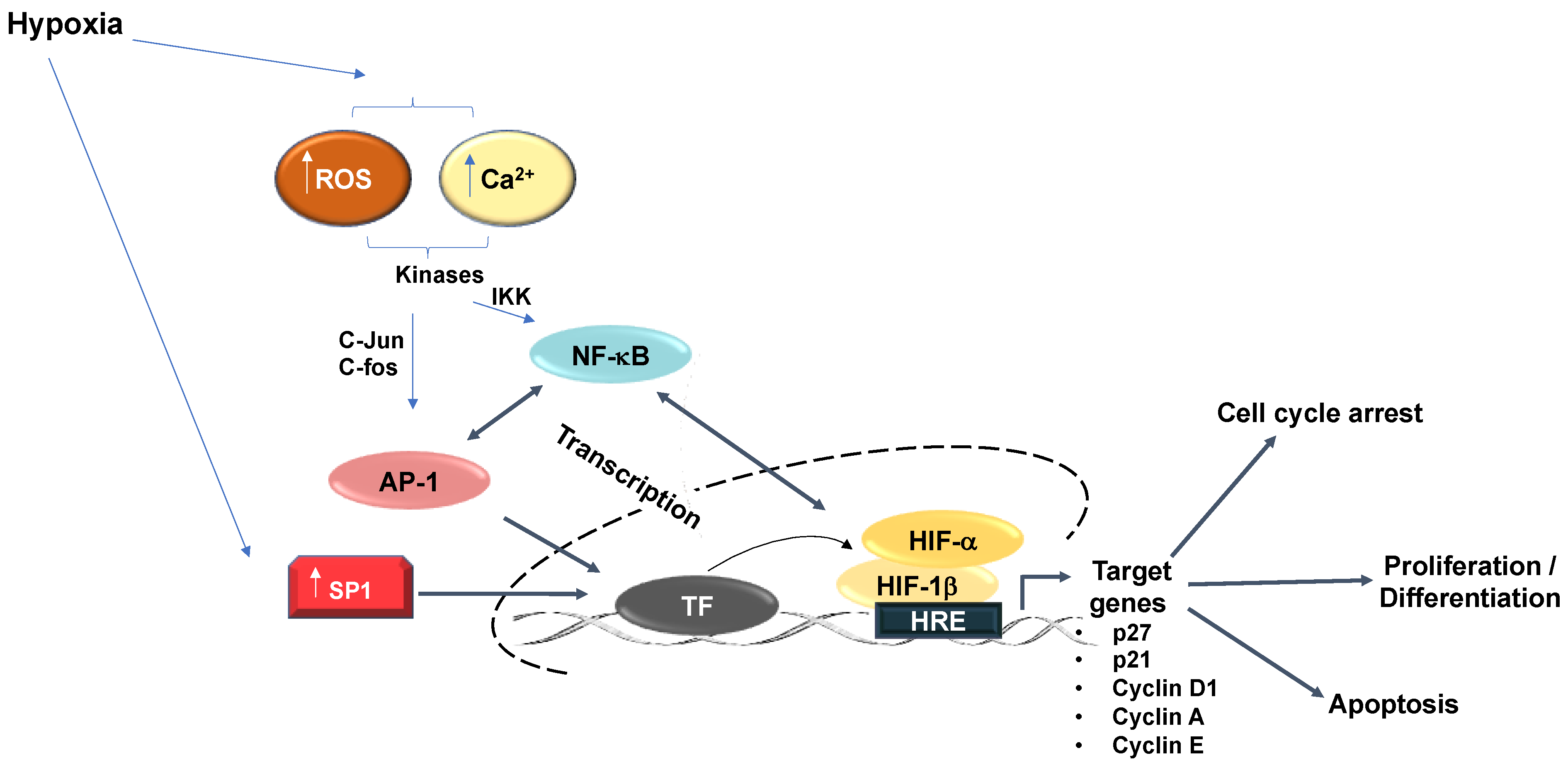 PDF) Hypoxia / Pseudohypoxia-mediated Activation of HIF1A in Cancer