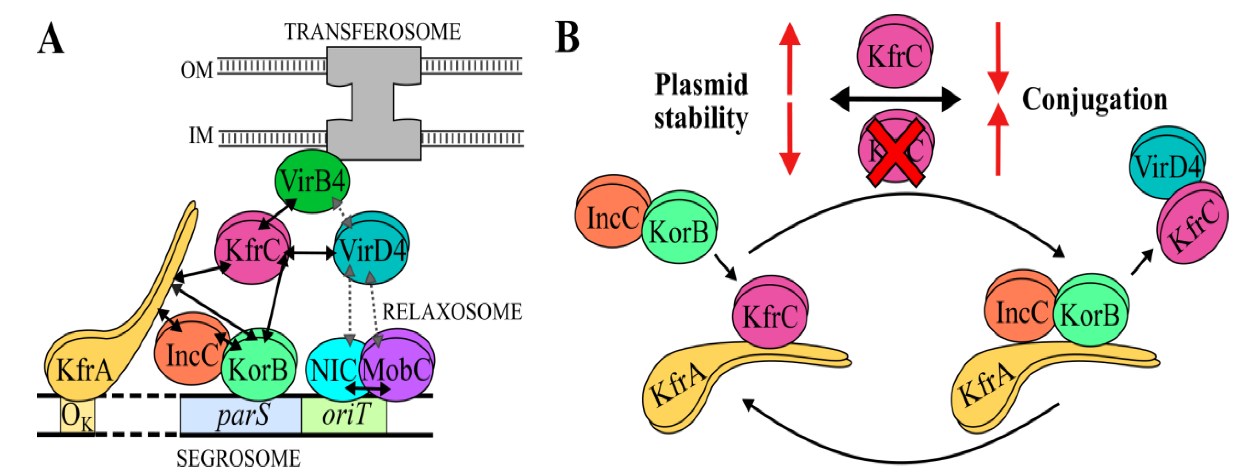 Ijms 22 04880 g008 Ijms 22 04880 g008