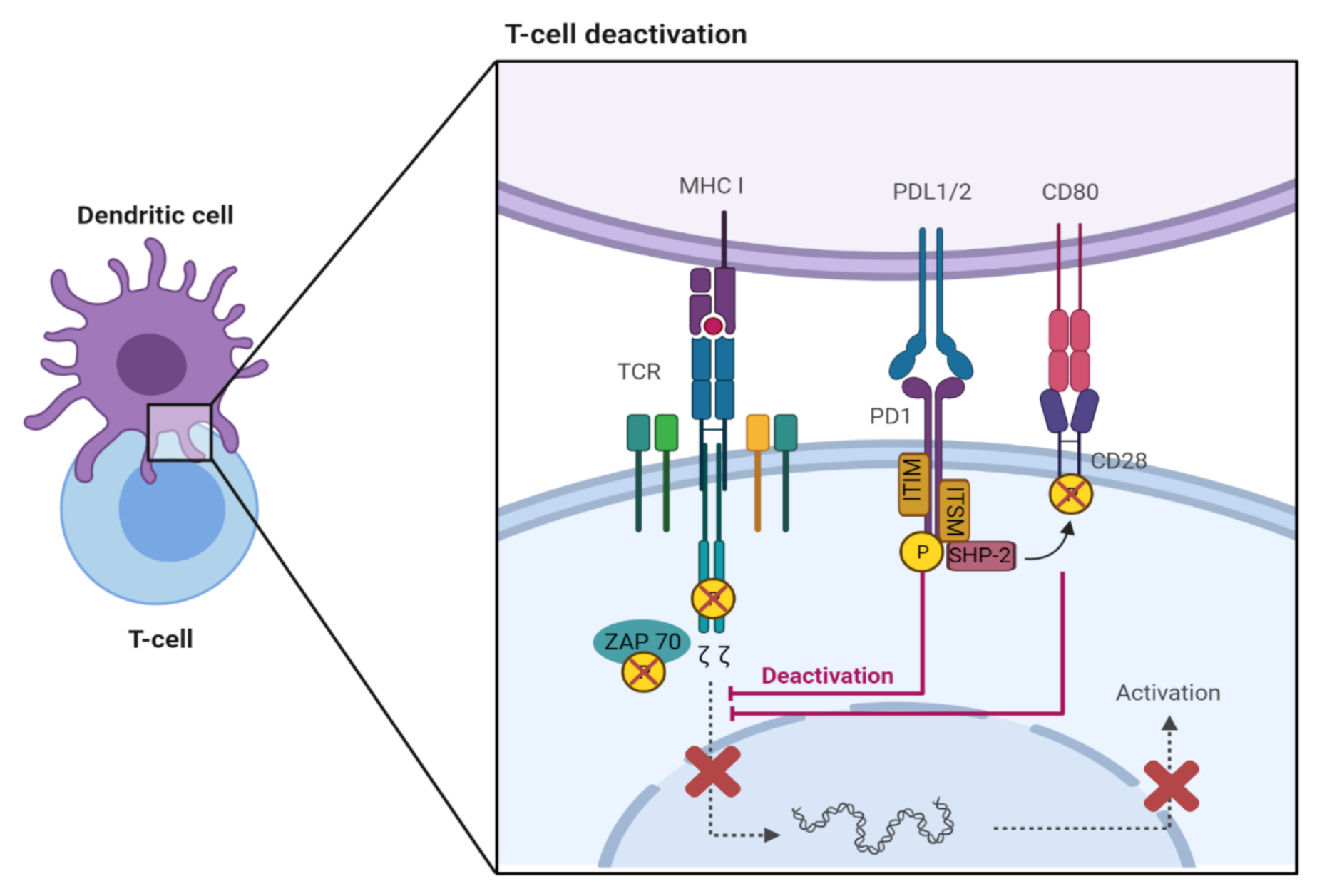 IJMS | Free Full-Text | Mechanisms of PD-L1 Regulation in