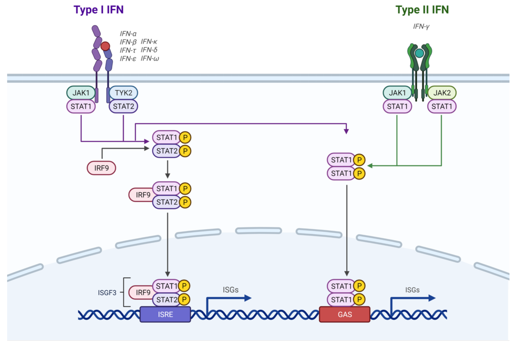 IJMS | Free Full-Text | Mechanisms Of PD-L1 Regulation In Malignant And ...