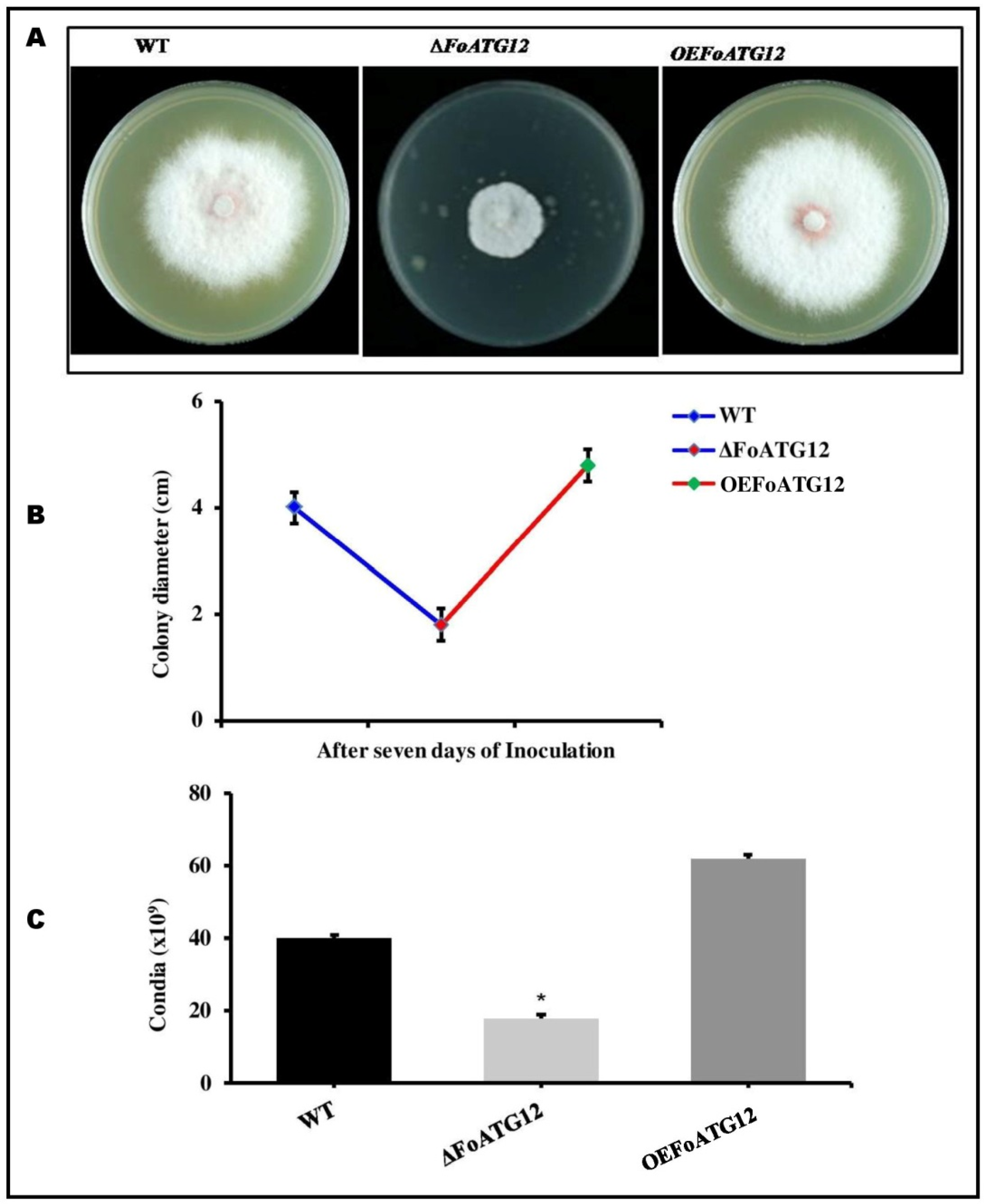 Ijms 22 04932 g002 Ijms 22 04932 g002