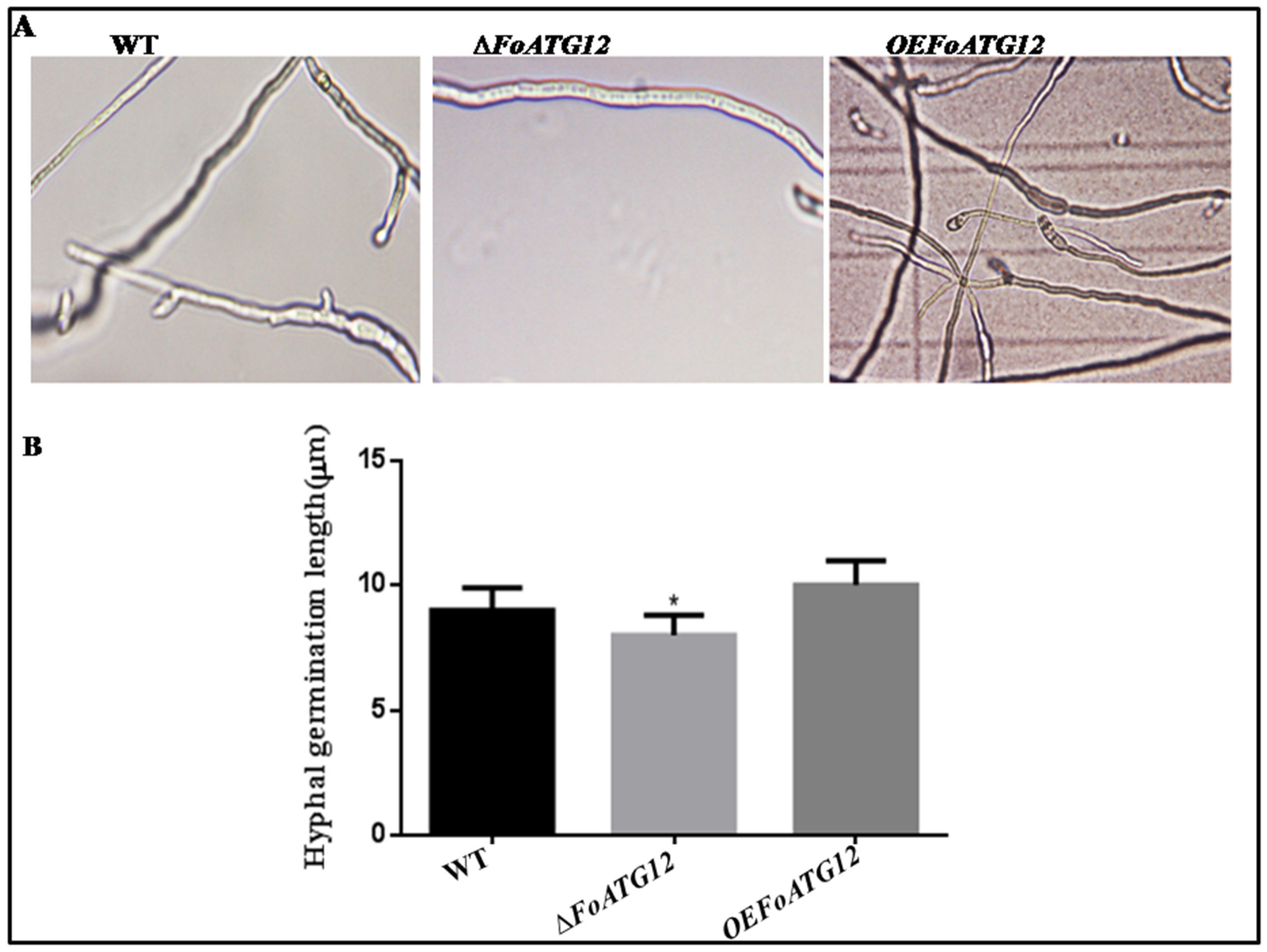 Ijms 22 04932 g003 Ijms 22 04932 g003