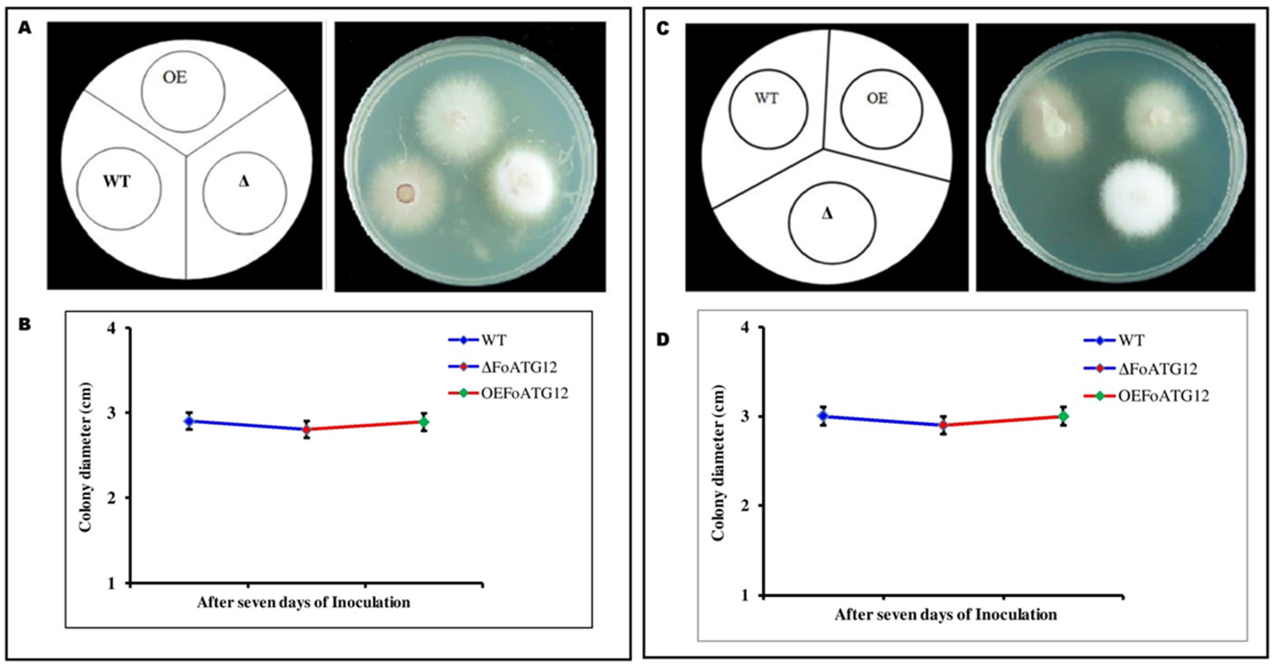 Ijms 22 04932 g004 Ijms 22 04932 g004