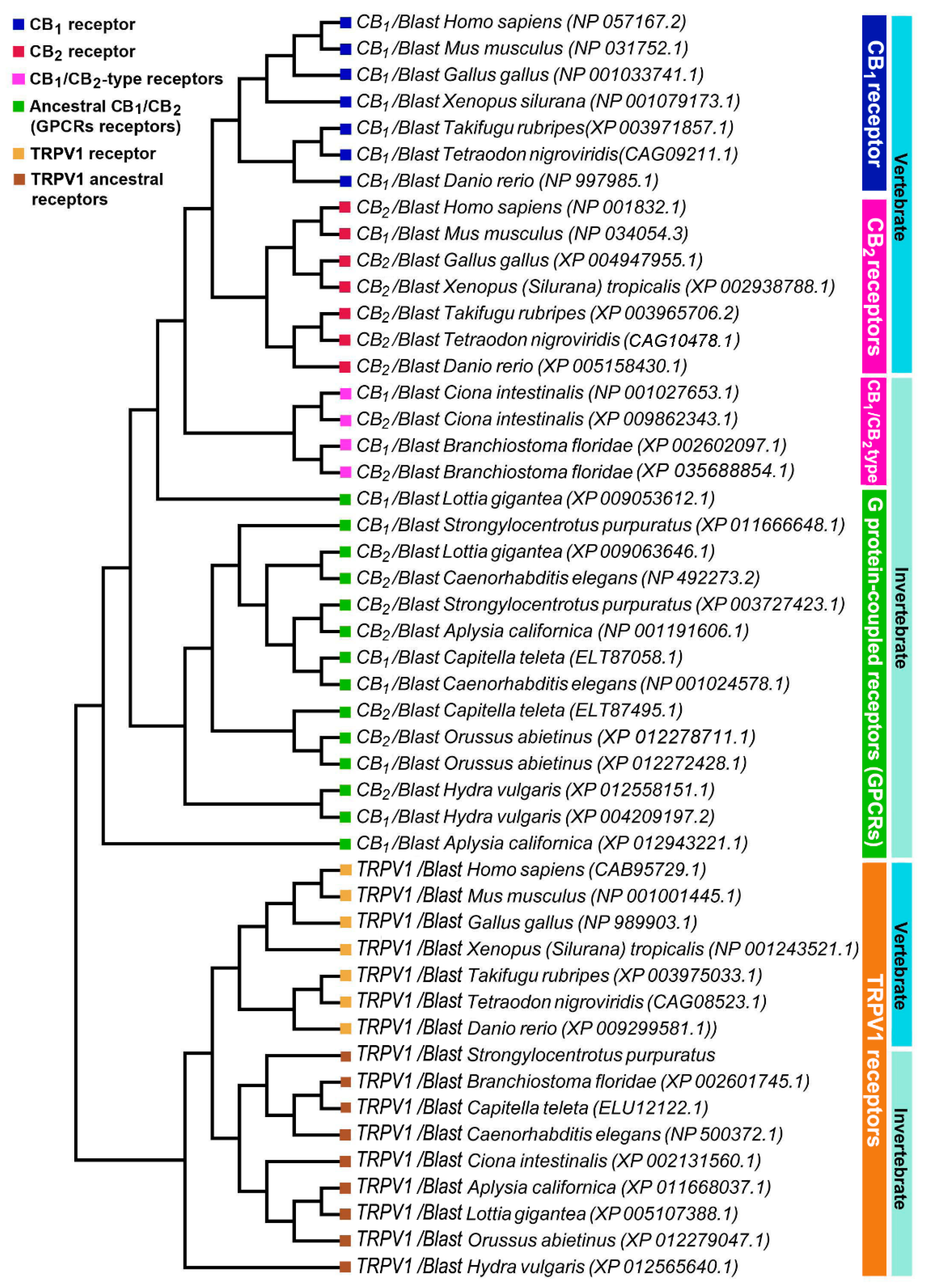 Ijms 22 04954 g003 Ijms 22 04954 g003