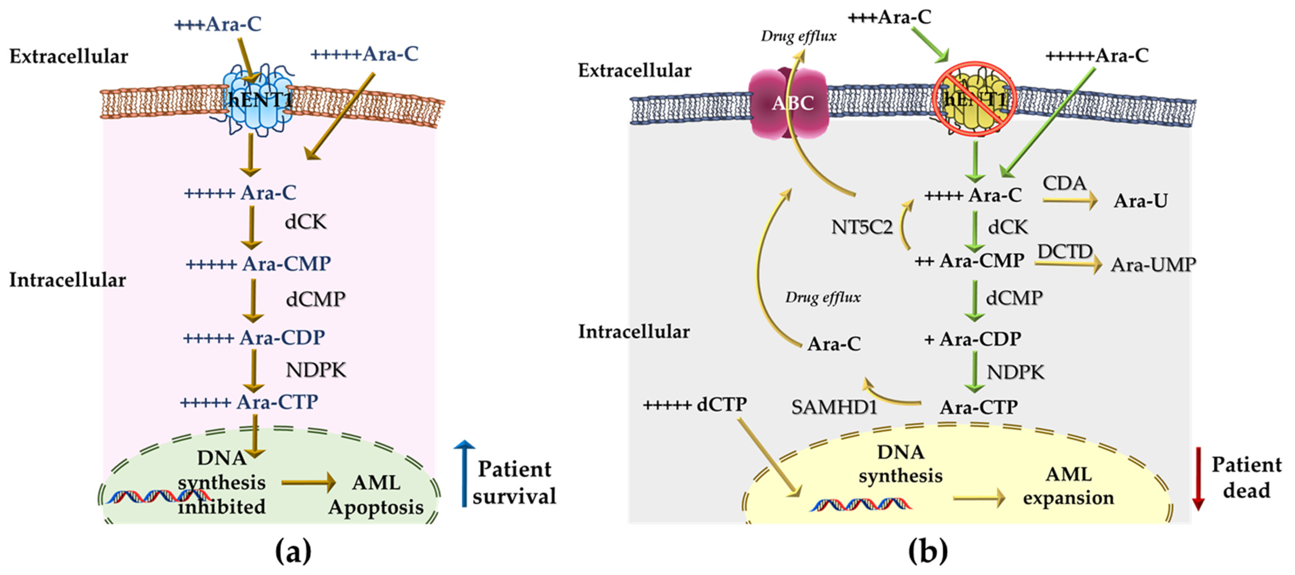 IJMS | Free Full-Text | Inhibitors of Chemoresistance Pathways in  Combination with Ara-C to Overcome Multidrug Resistance in AML. A Mini  Review