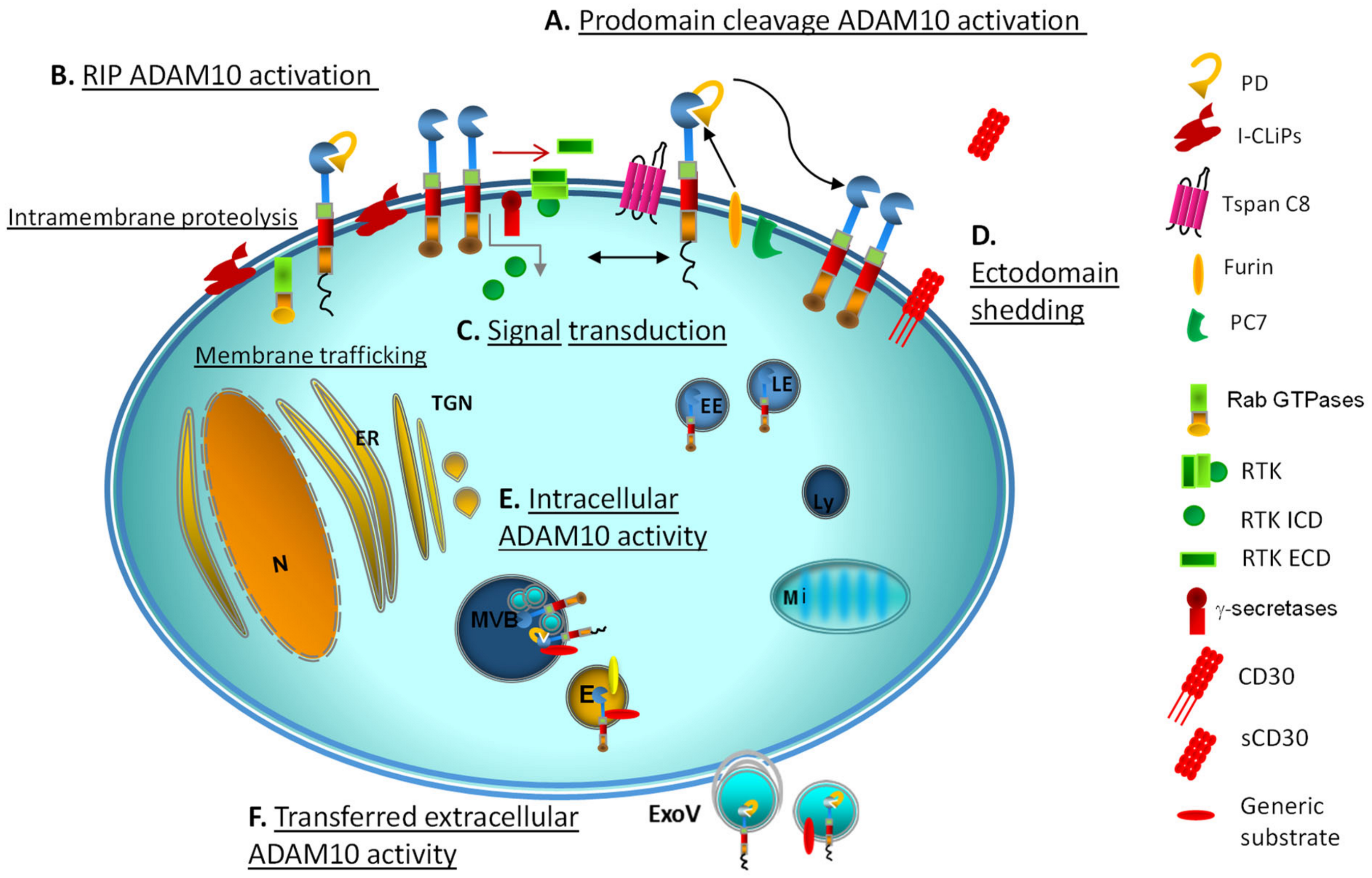 IJMS | Free Full-Text | ADAM10 Site-Dependent Biology: Keeping Control ...