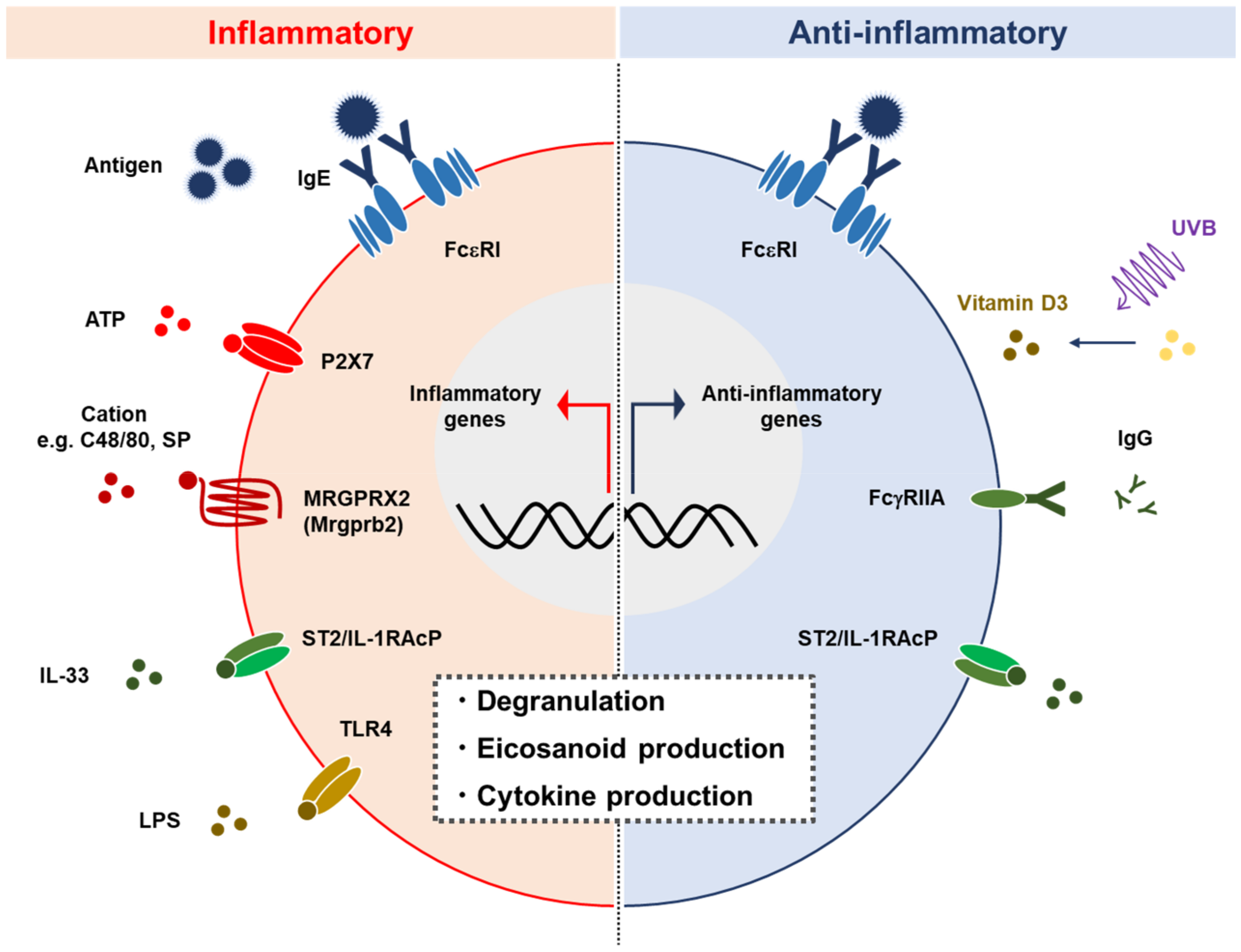 IJMS | Free Full-Text | IL-10 In Mast Cell-Mediated Immune Responses ...