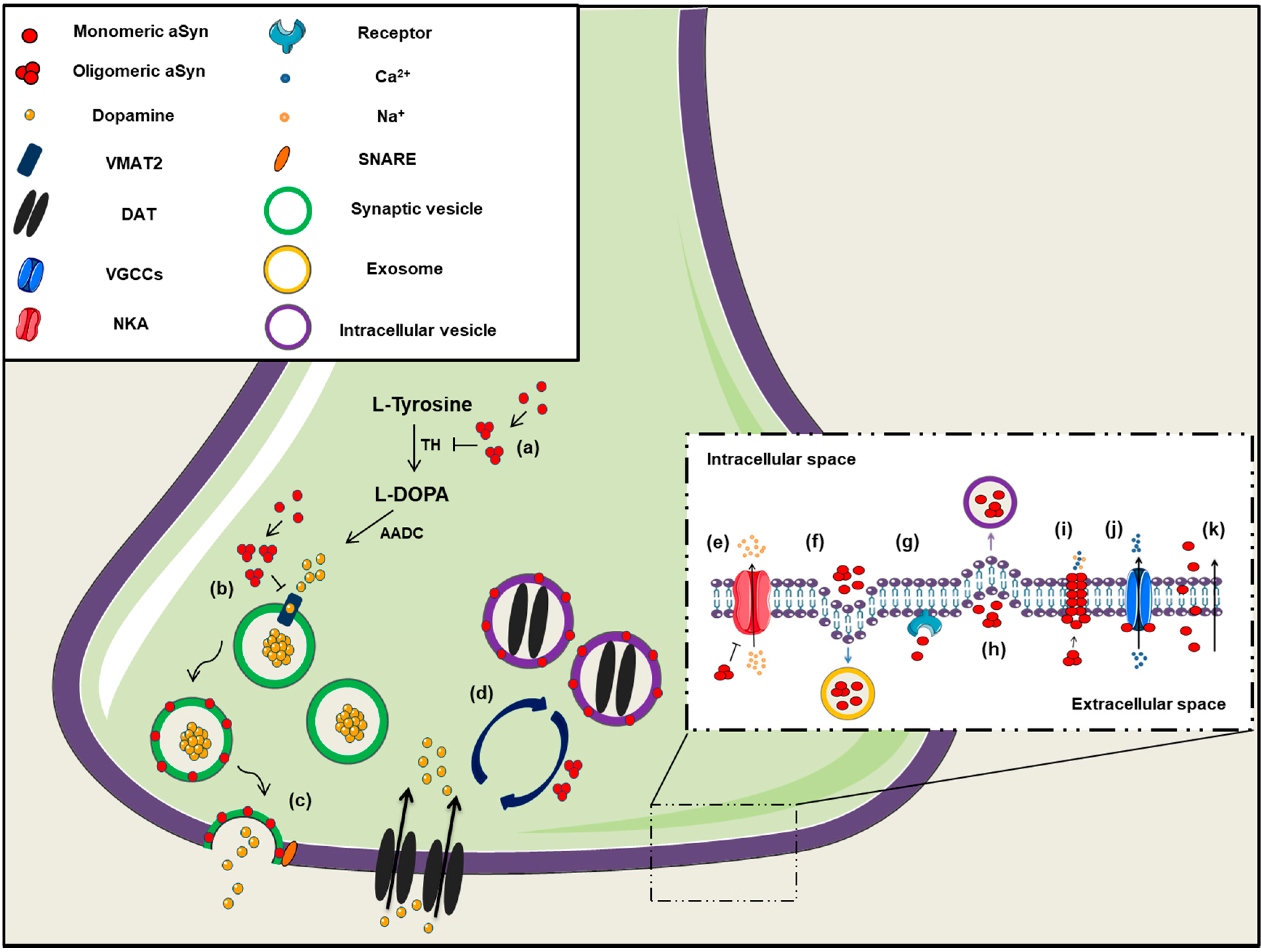 IJMS | Free Full-Text | Neurons and Glia Interplay in α-Synucleinopathies