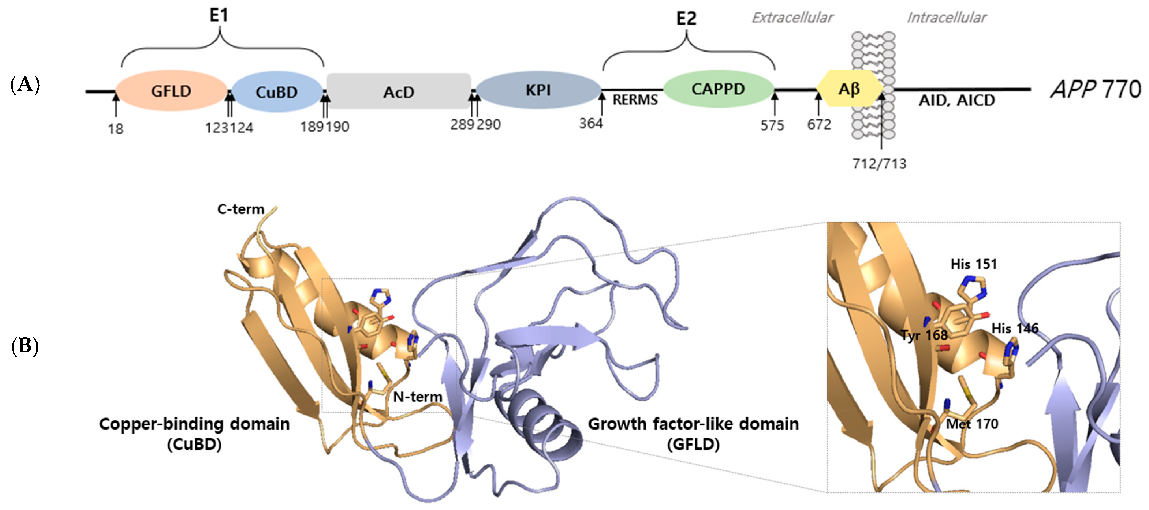 IJMS | Free Full-Text | Molecular Characteristics Of Amyloid Precursor ...