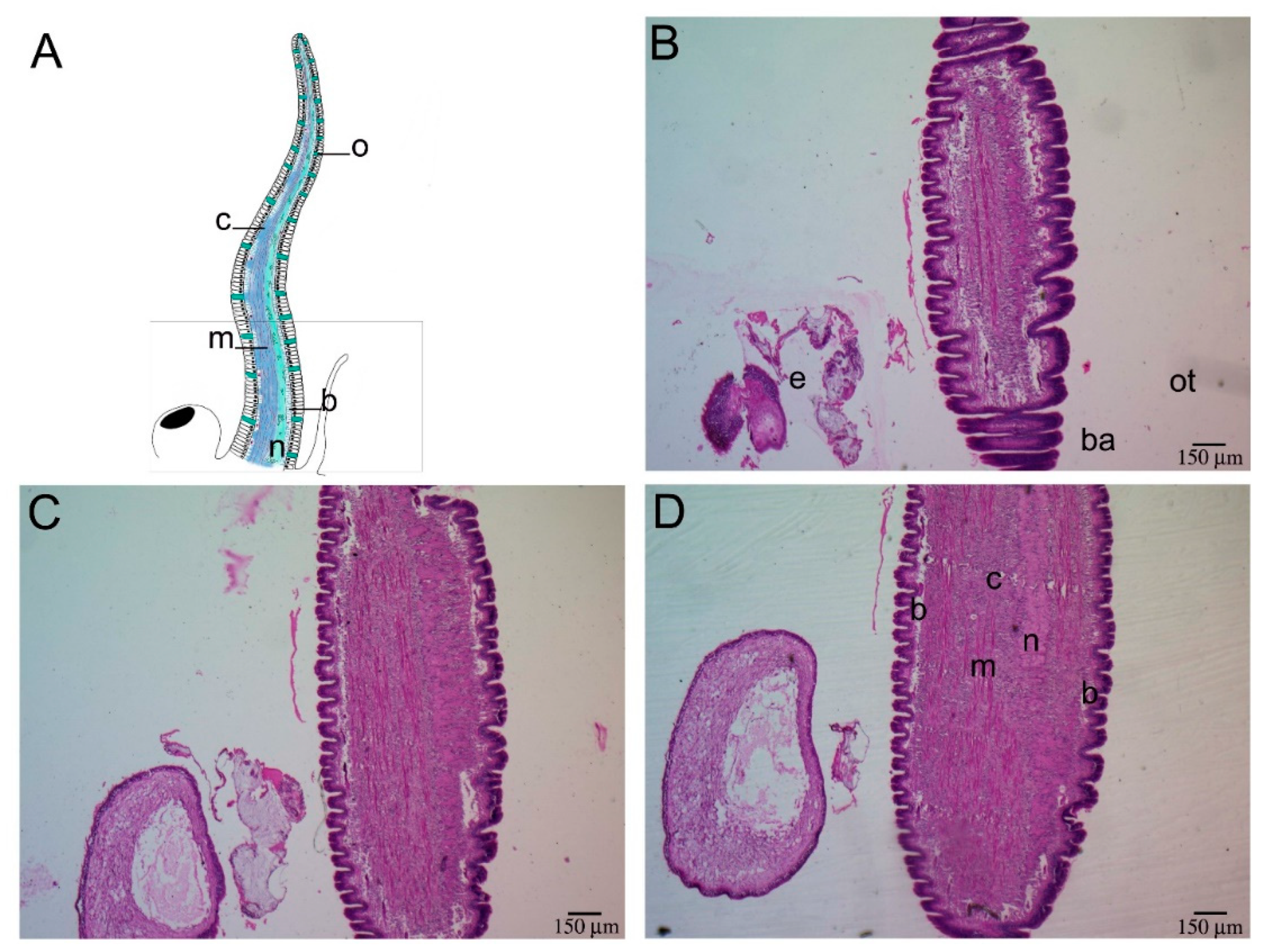Ijms 22 05023 g001a Ijms 22 05023 g001a