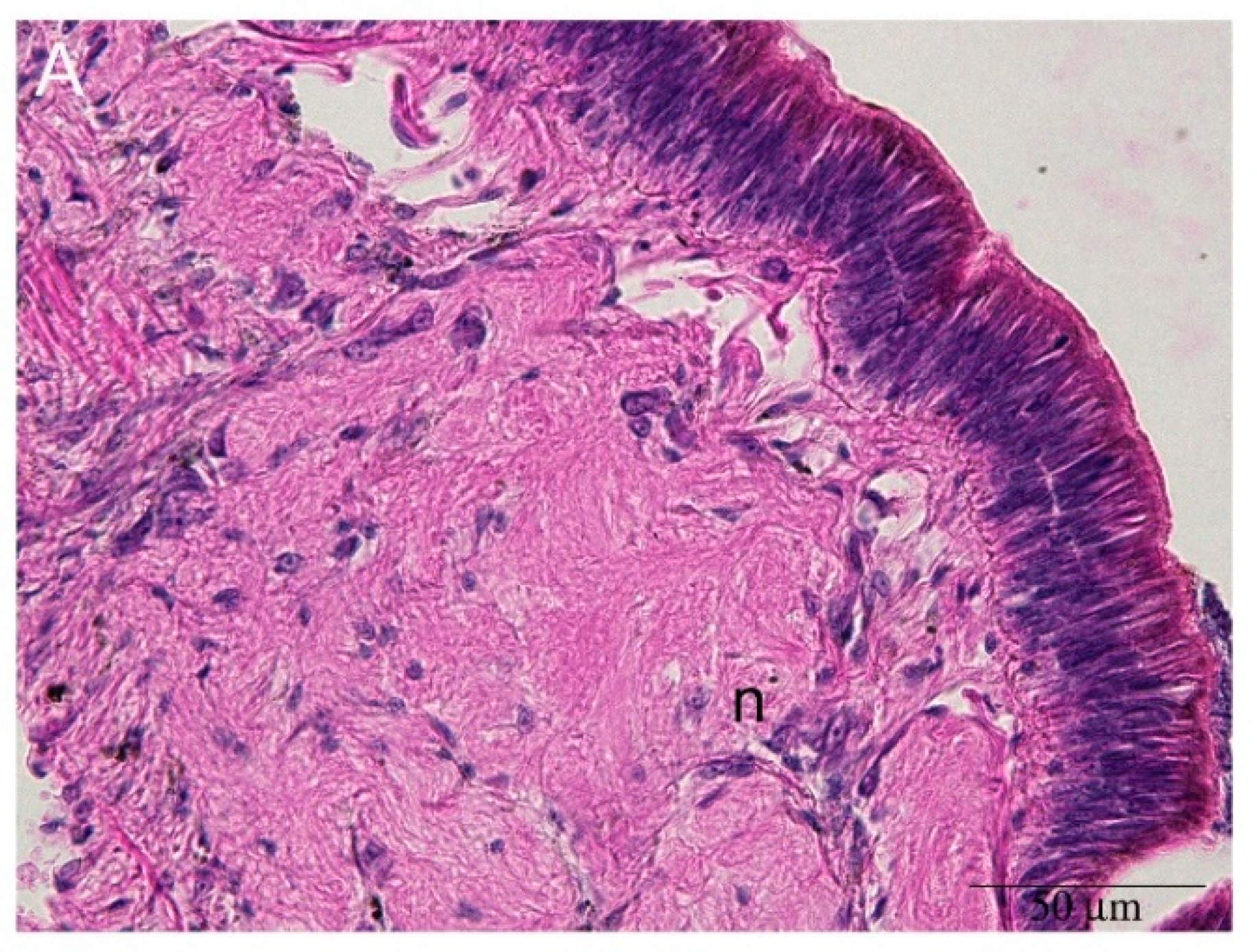 Ijms 22 05023 g003a Ijms 22 05023 g003a