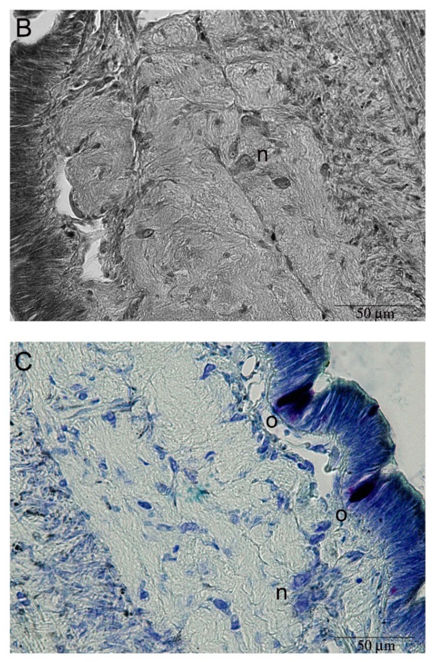 Ijms 22 05023 g003b Ijms 22 05023 g003b