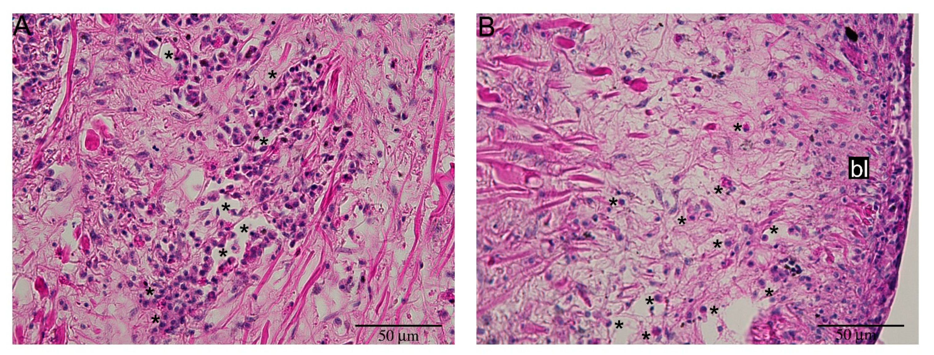 Ijms 22 05023 g007 Ijms 22 05023 g007