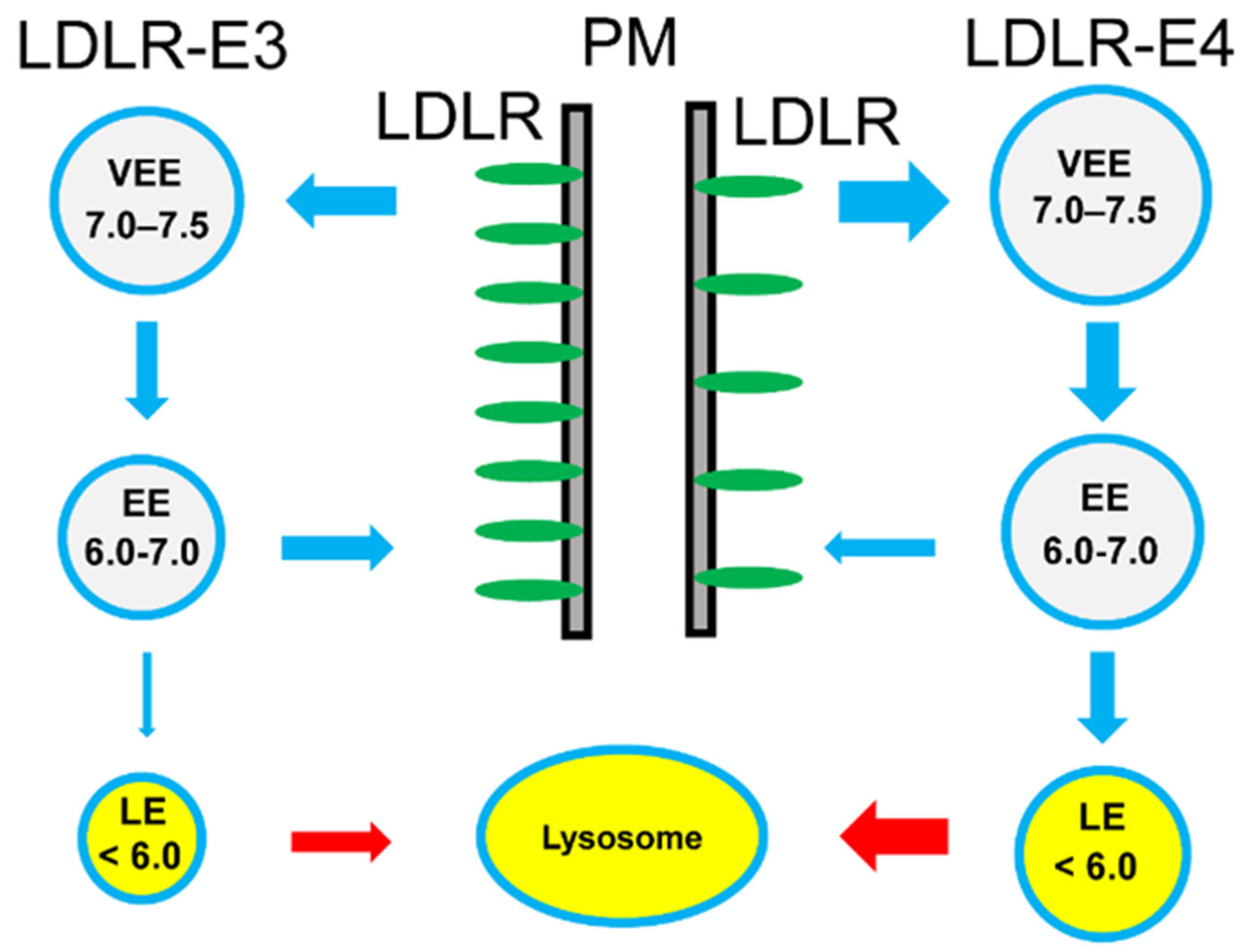 IJMS | Free Full-Text | Differences in Recycling of Apolipoprotein E3 and  E4—LDL Receptor Complexes—A Mechanistic Hypothesis