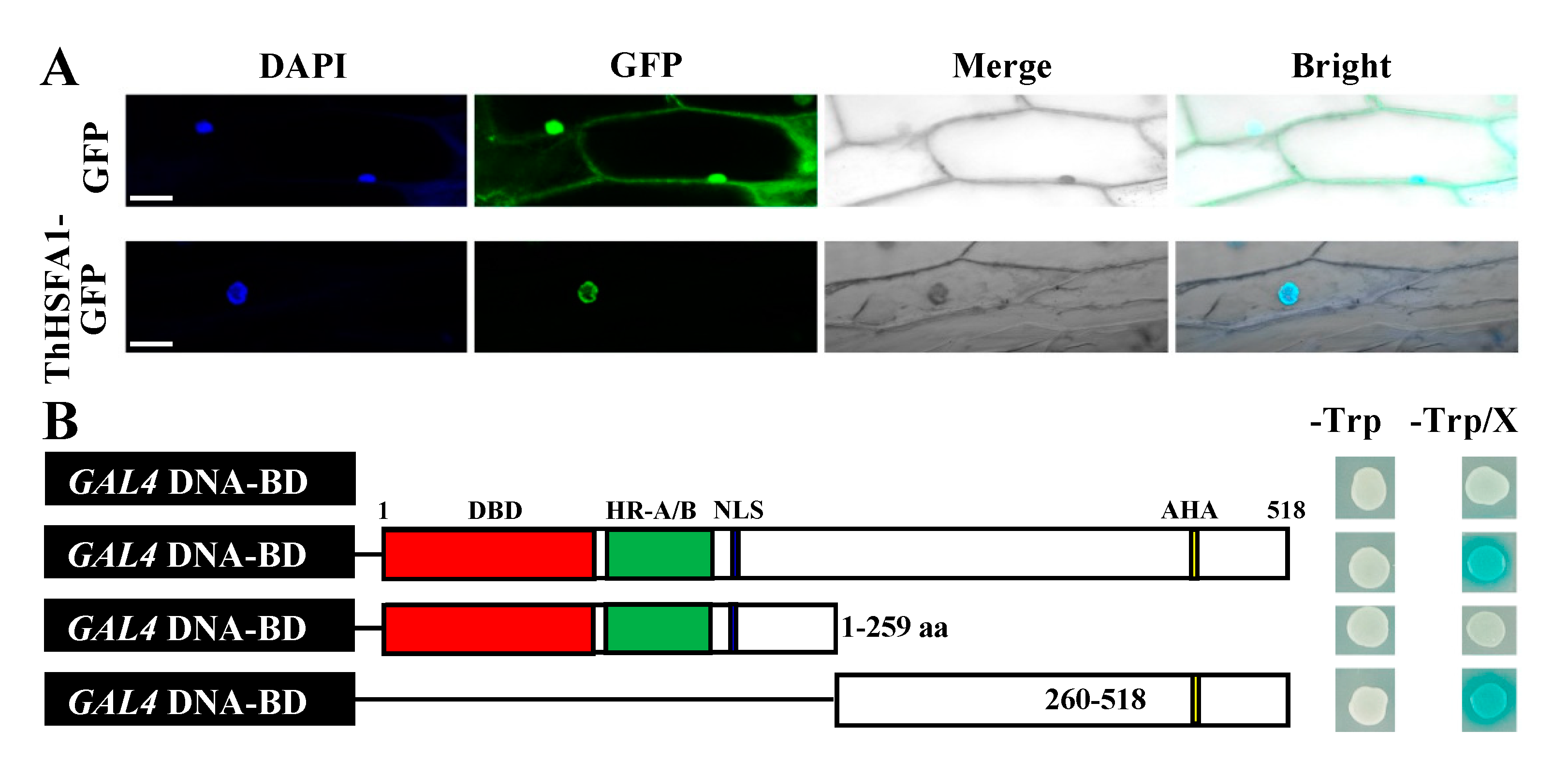 strong Figure 3/strong br/ p Subcellular localization and transcriptional a...