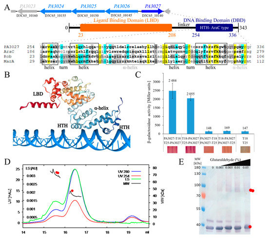 IJMS | Free Full-Text | The AraC-Type Transcriptional Regulator GliR  (PA3027) Activates Genes of Glycerolipid Metabolism in Pseudomonas  aeruginosa | HTML