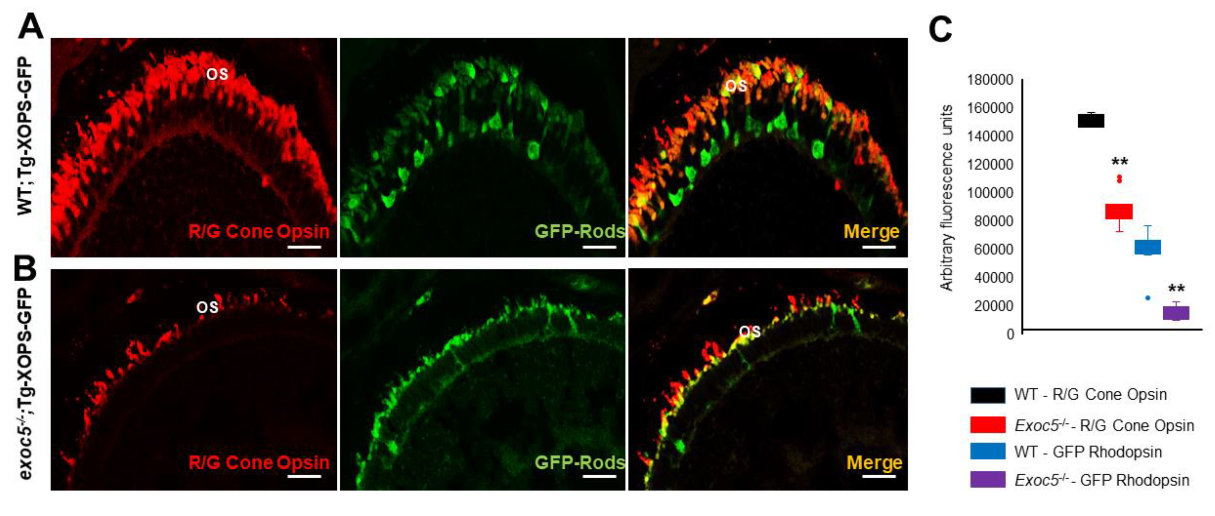 Ijms 22 05083 g003 Ijms 22 05083 g003