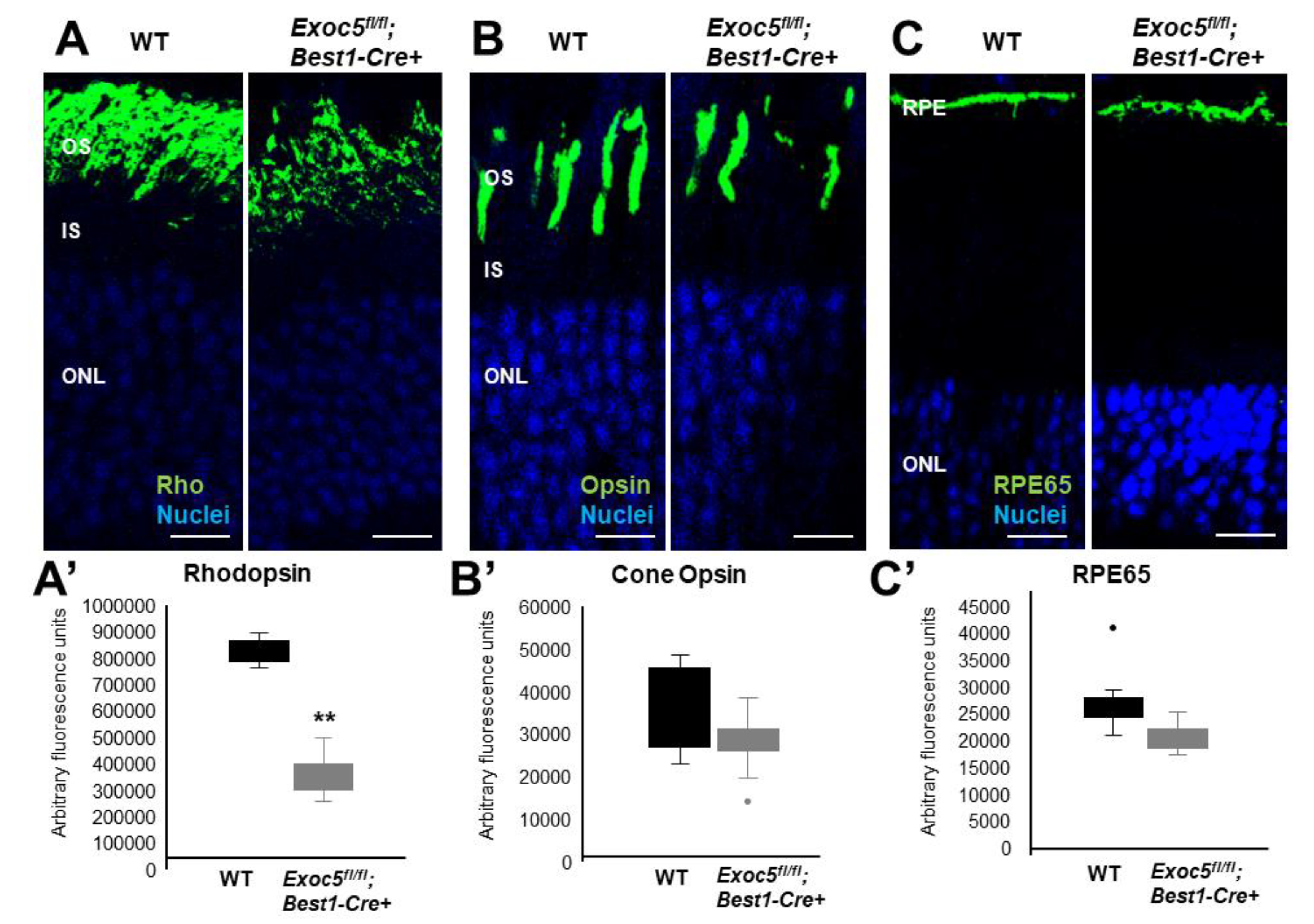 Ijms 22 05083 g006 Ijms 22 05083 g006