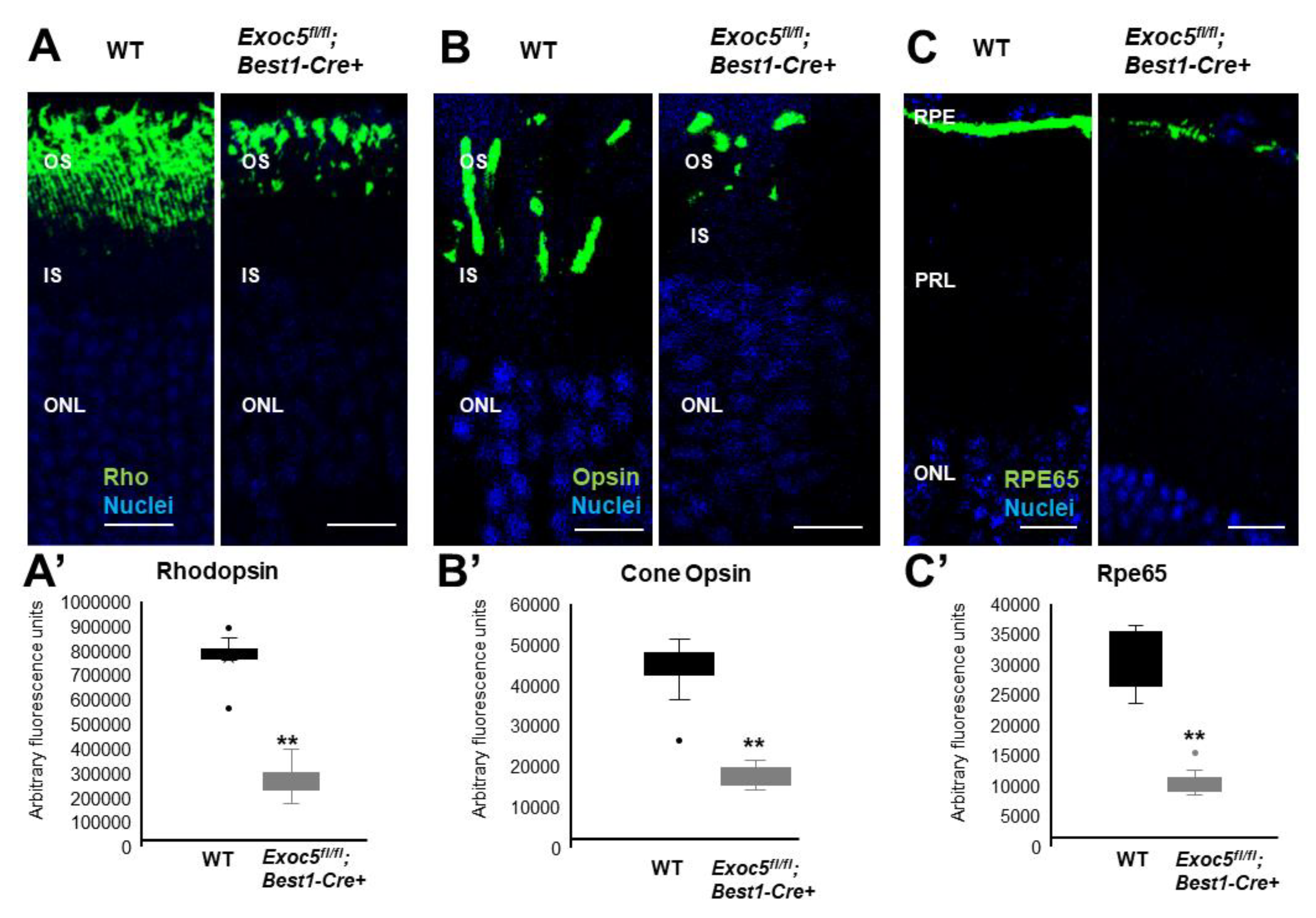 Ijms 22 05083 g007 Ijms 22 05083 g007