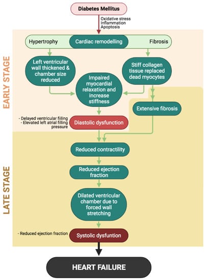 Ijms Free Full Text The Potential Role Of Flavonoids In Ameliorating Diabetic Cardiomyopathy Via Alleviation Of Cardiac Oxidative Stress Inflammation And Apoptosis Html