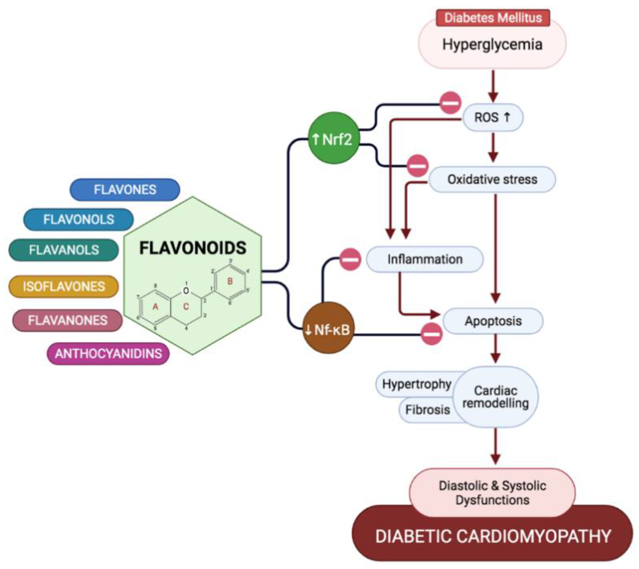 IJMS | Free Full-Text | The Potential Role of Flavonoids in Ameliorating  Diabetic Cardiomyopathy via Alleviation of Cardiac Oxidative Stress,  Inflammation and Apoptosis | HTML