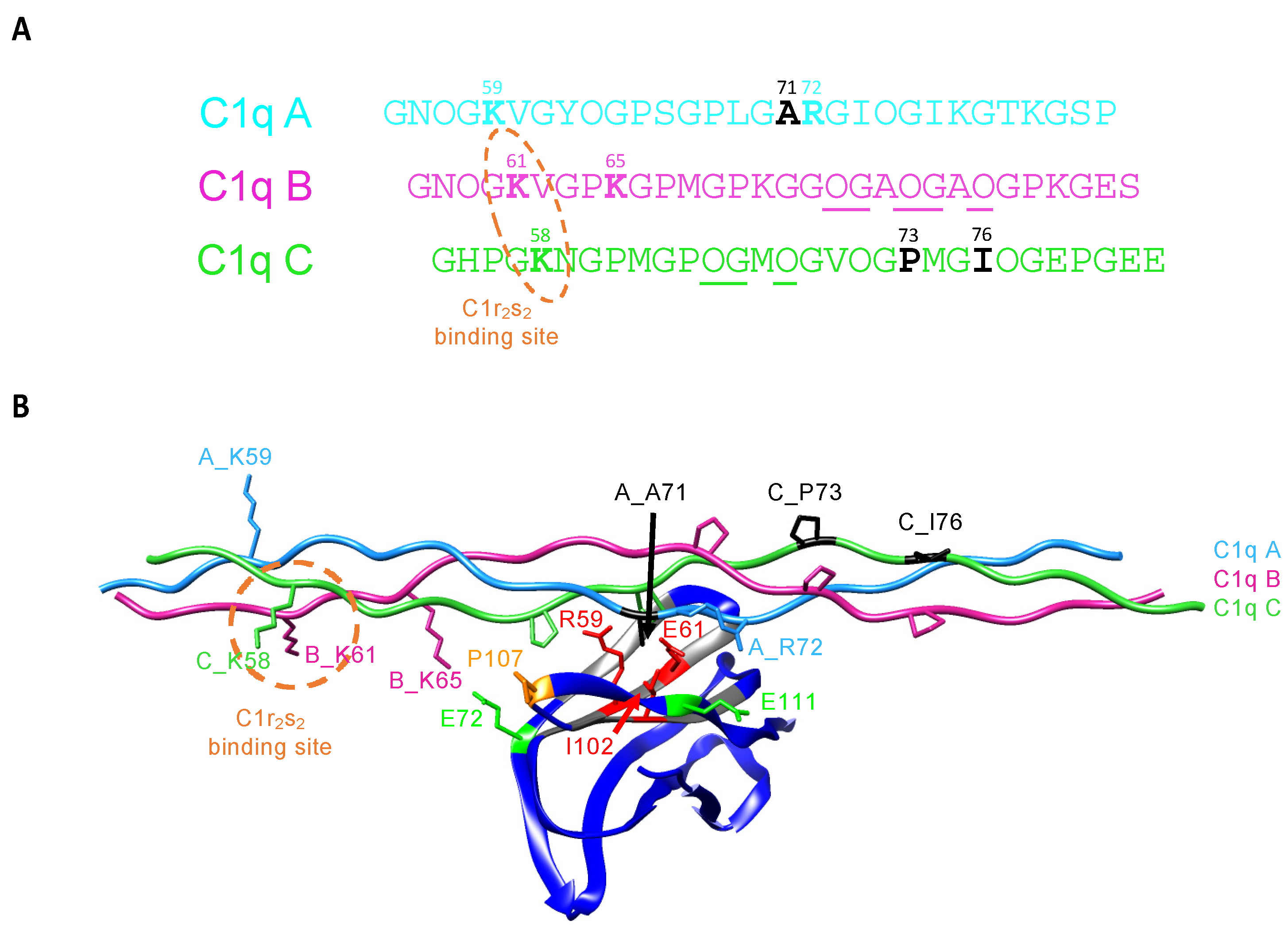 IJMS | Free Full-Text | Molecular Basis of Complement C1q Collagen-Like  Region Interaction with the Immunoglobulin-Like Receptor LAIR-1 | HTML