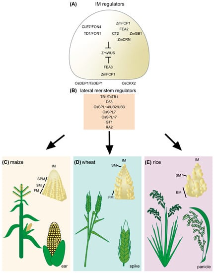 Ijms Free Full Text Next Generation Cereal Crop Yield Enhancement From Knowledge Of Inflorescence Development To Practical Engineering By Genome Editing Html