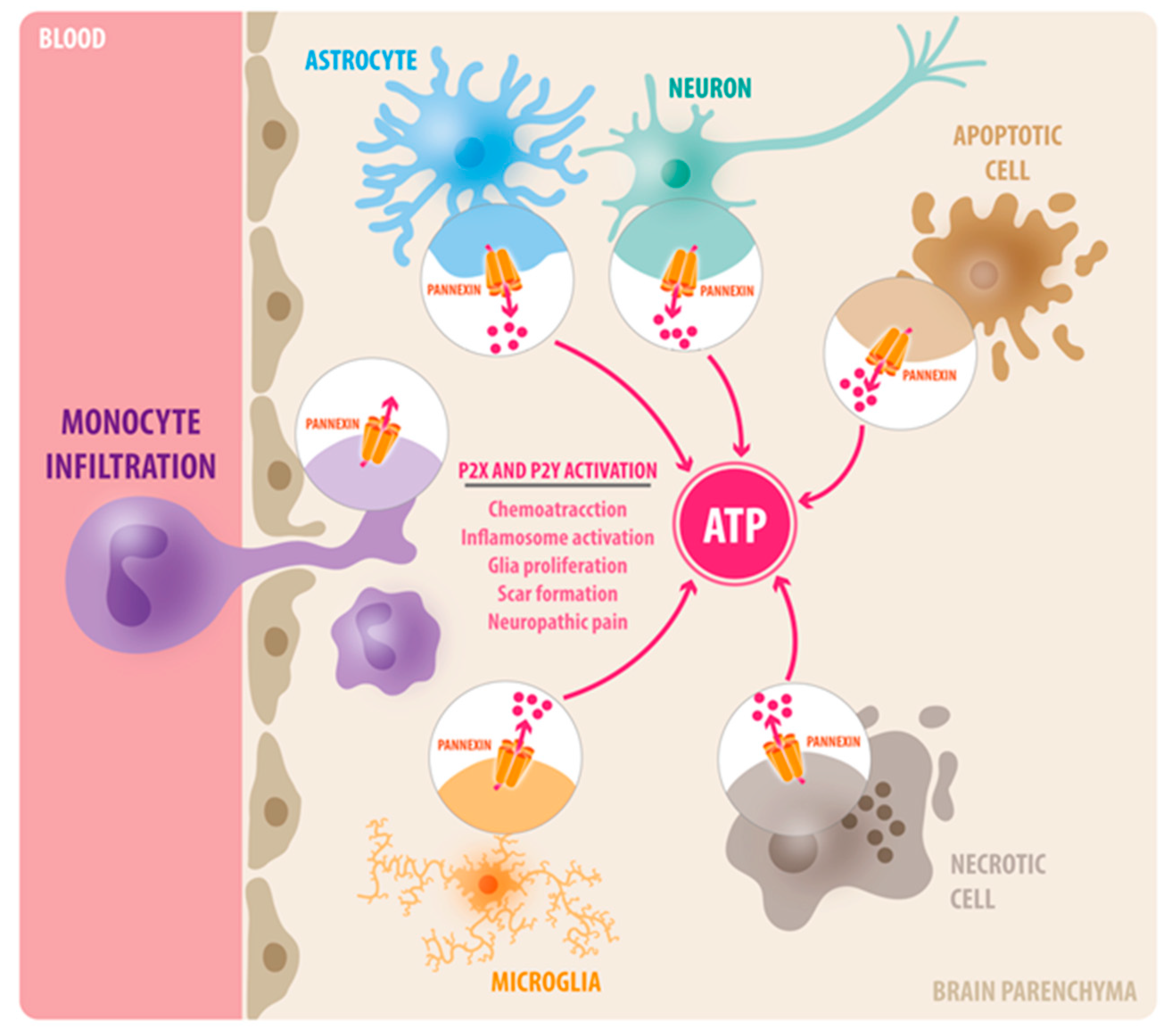 Ijms Free Full Text Pannexin 1 Channels As Mediators Of Neuroinflammation Html