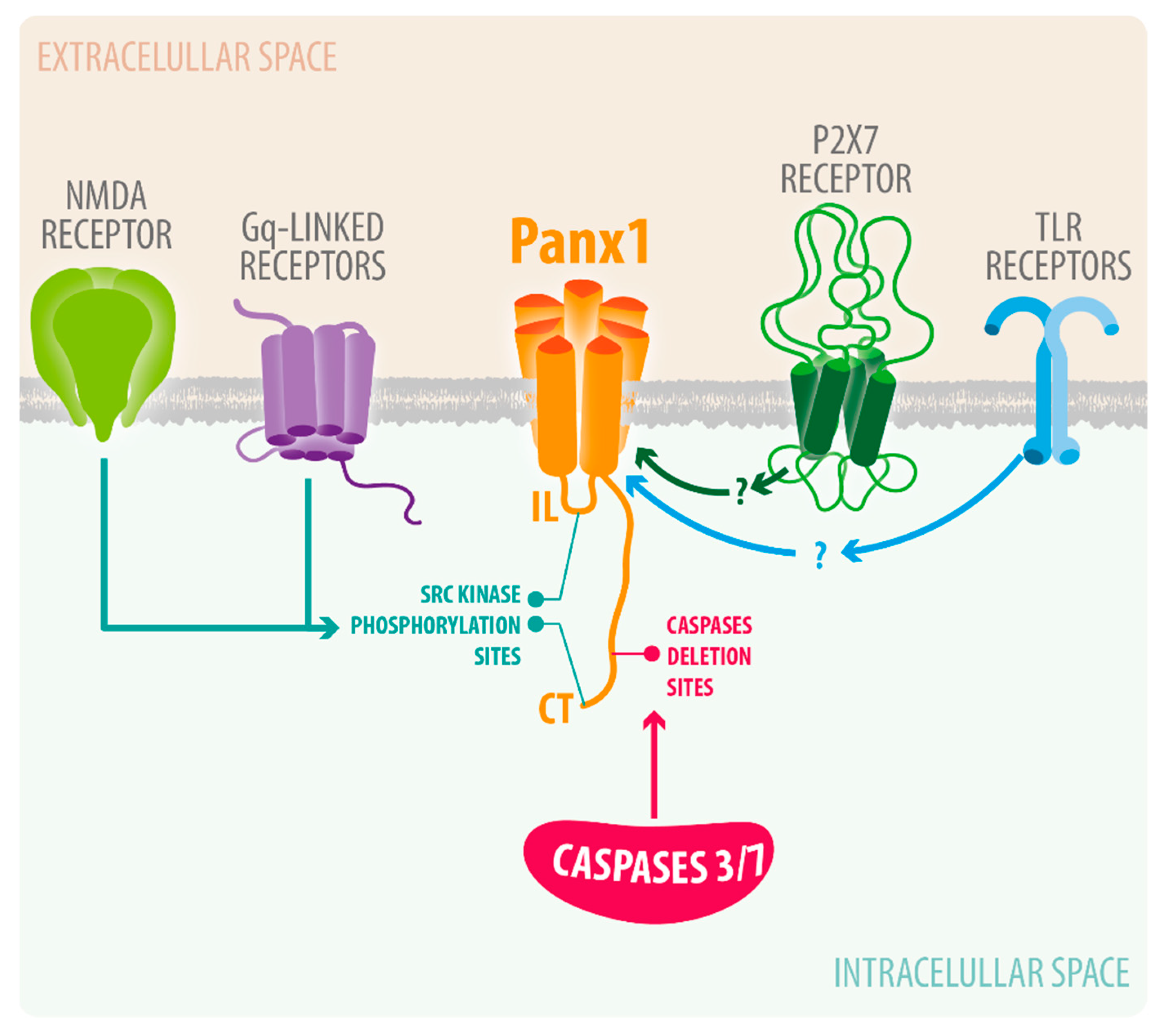 Endothelial pannexin 1 channels control inflammation by regulating  intracellular calcium