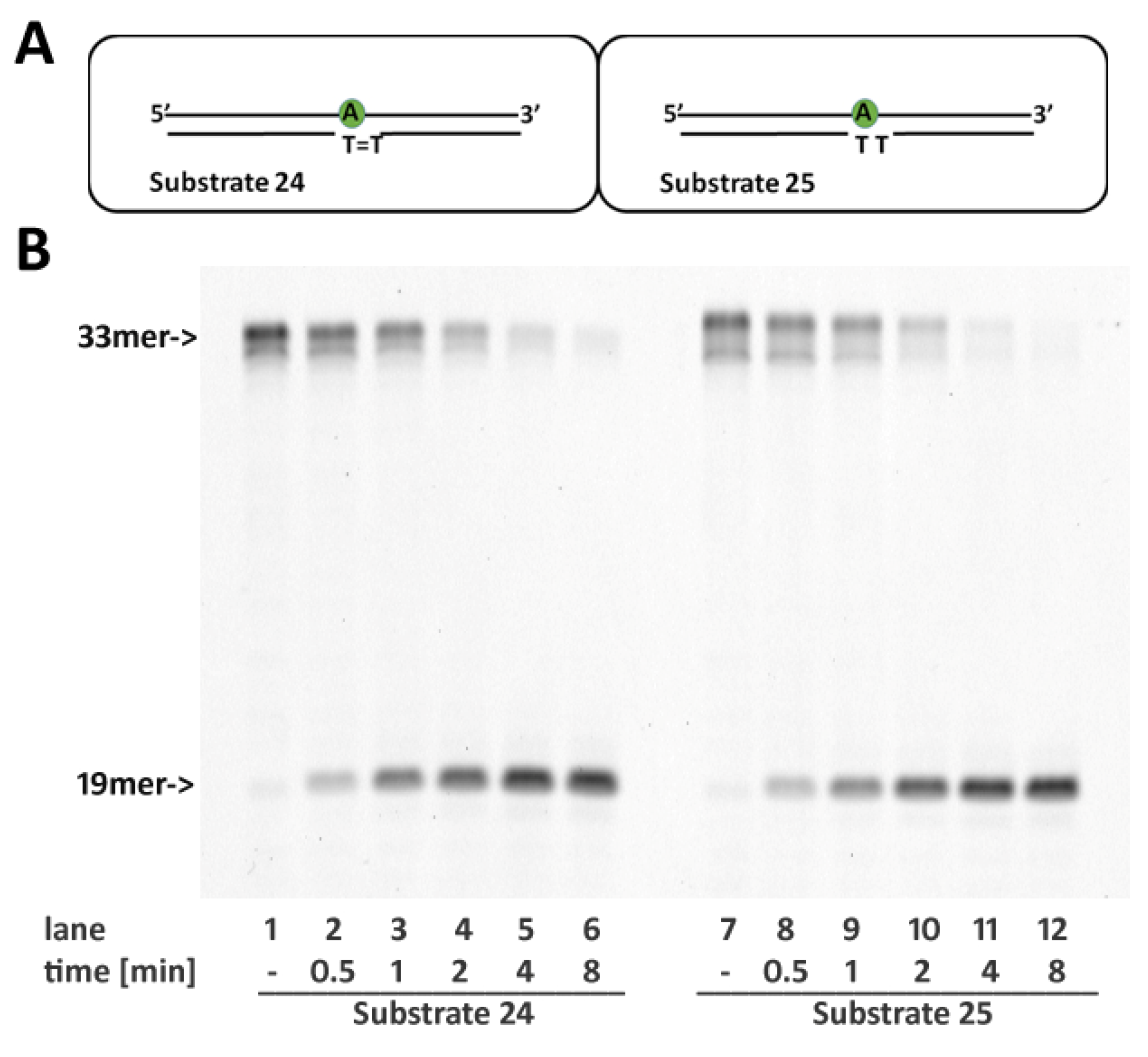 Ijms 22 05201 g006 Ijms 22 05201 g006