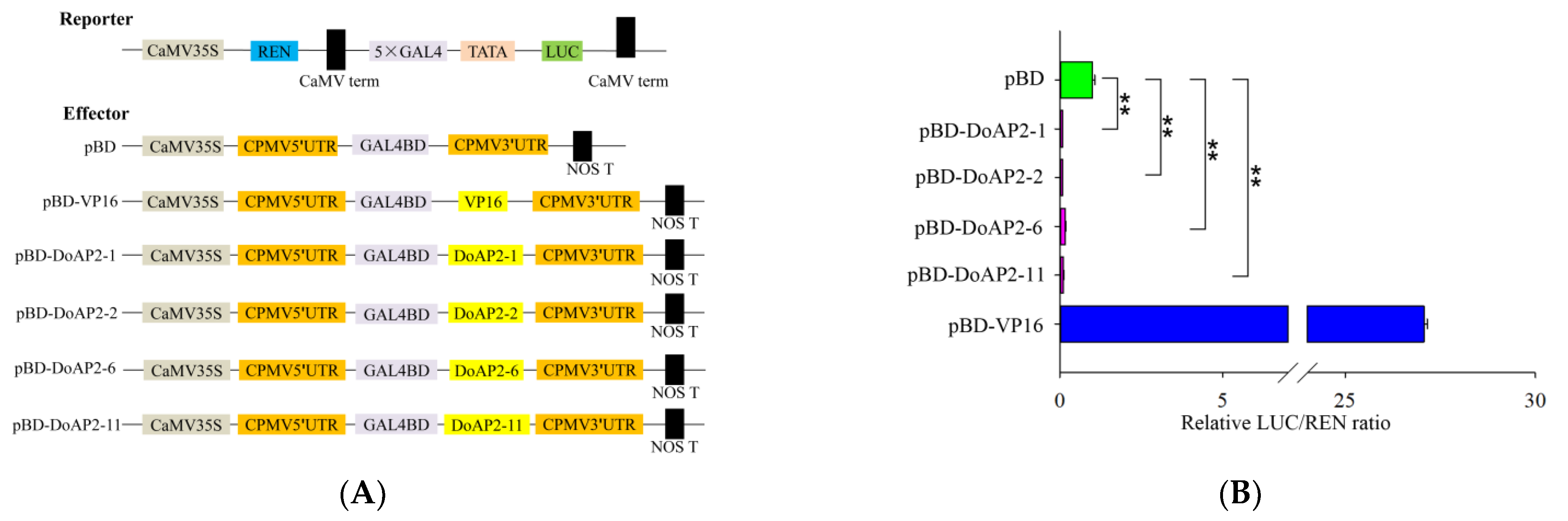 IJMS | Free Full-Text | Genome-Wide Identification And Analysis Of The ...