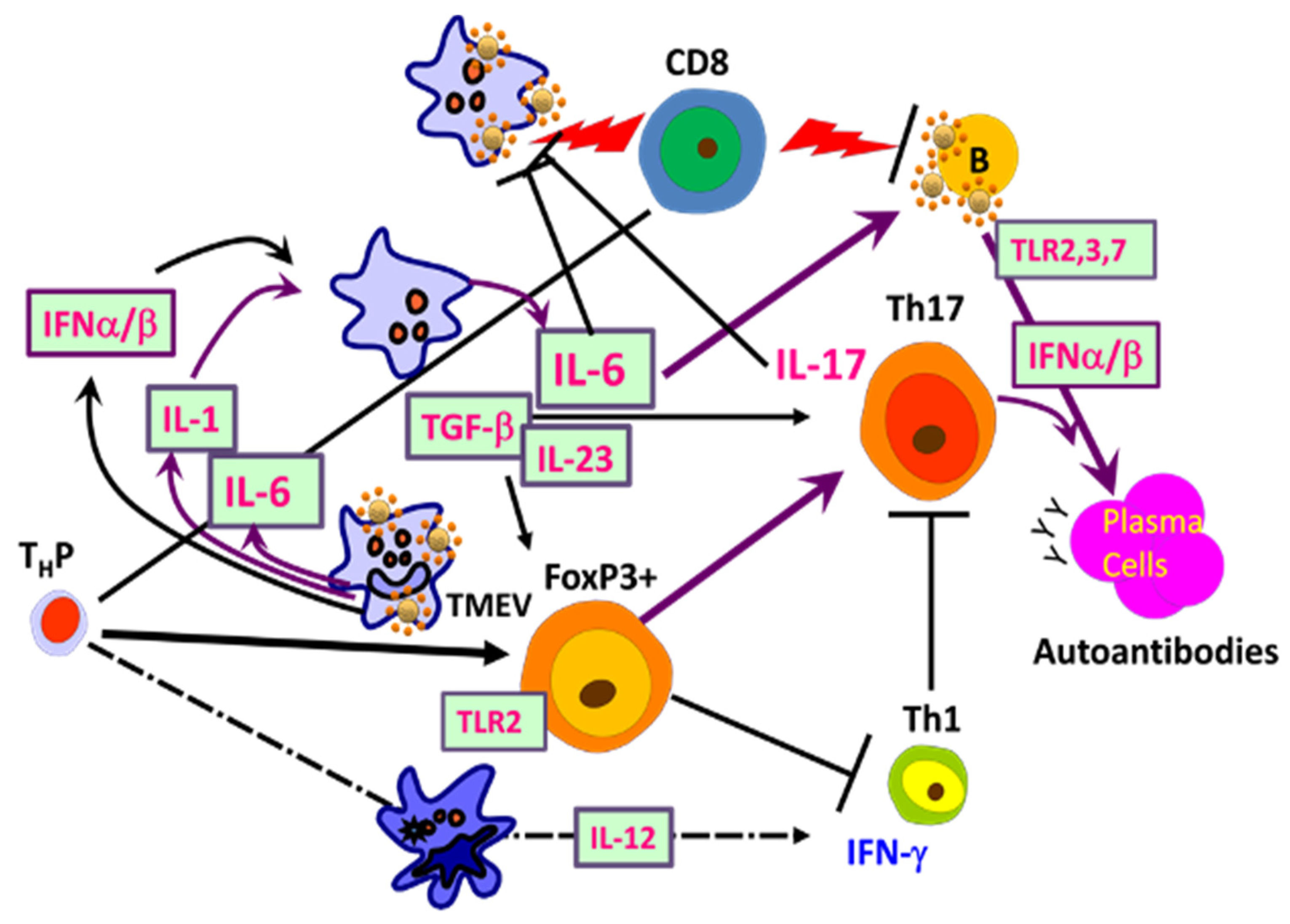 Ijms 22 05254 g005 Ijms 22 05254 g005