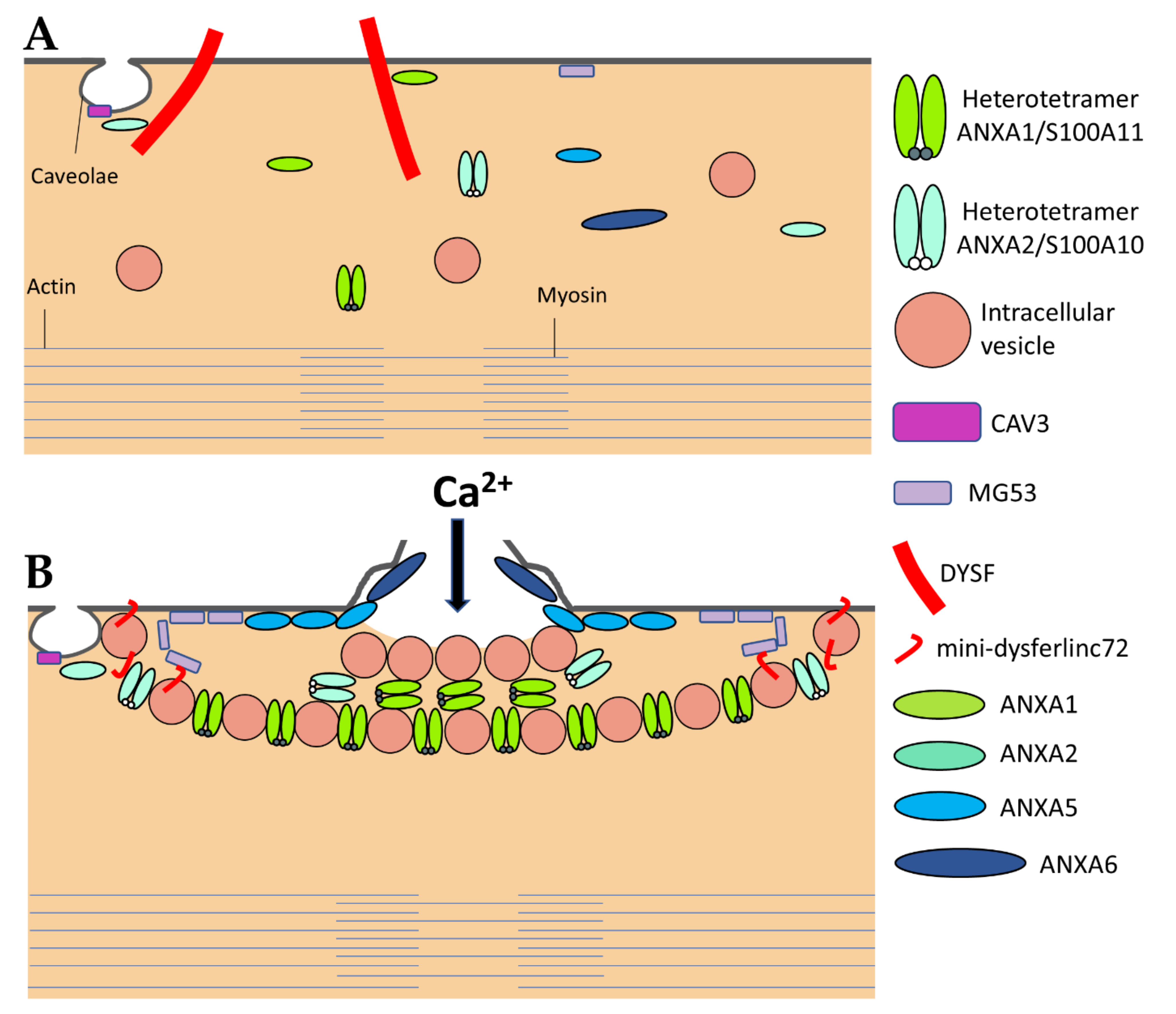 IJMS | Free Full-Text | Annexins and Membrane Repair Dysfunctions 