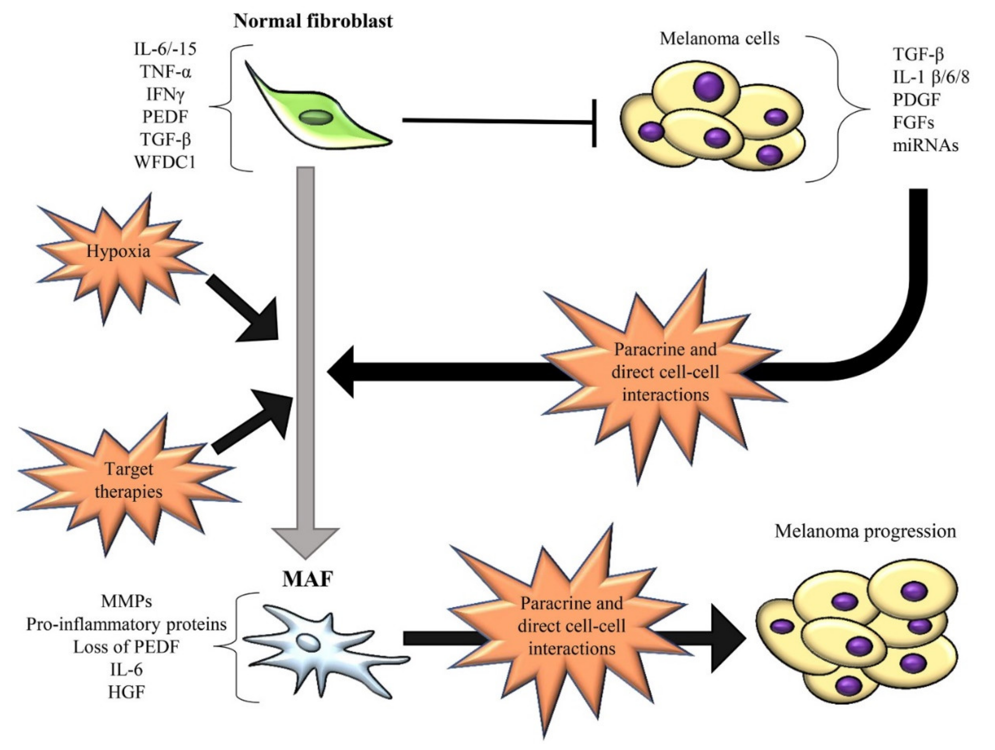 IJMS | Free Full-Text | Influence of Tumor Microenvironment and Fibroblast  Population Plasticity on Melanoma Growth, Therapy Resistance and  Immunoescape